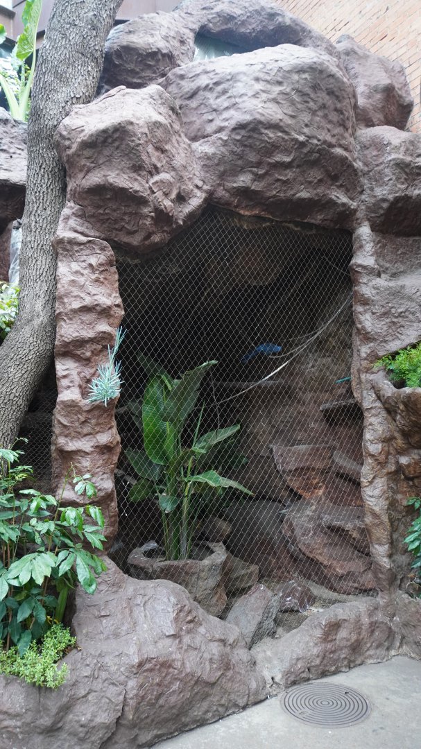 Apr. 2025 - Cape of Good Hope - Blue Coua Exhibit