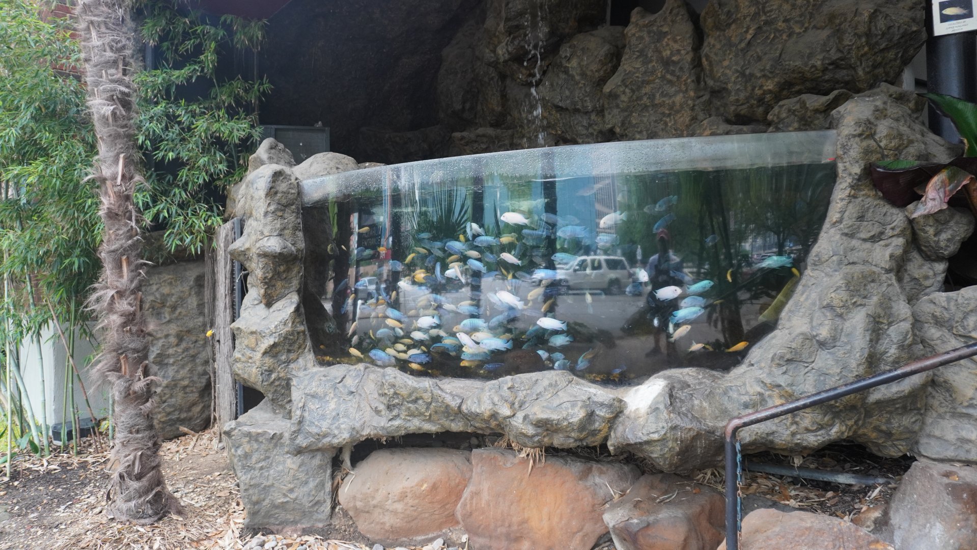 Apr. 2025 - Cichlid Tank (Street View)