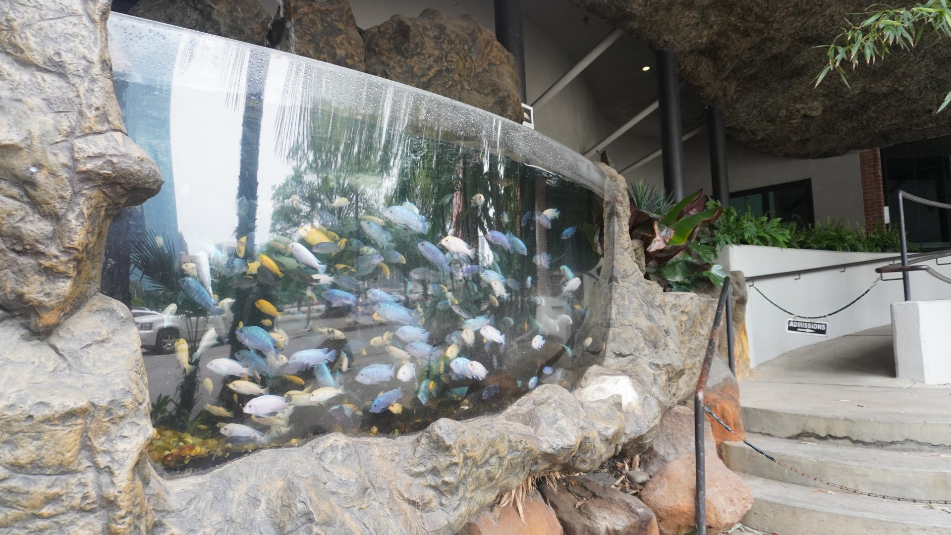 Apr. 2025 - Cichlid Tank (Street View)