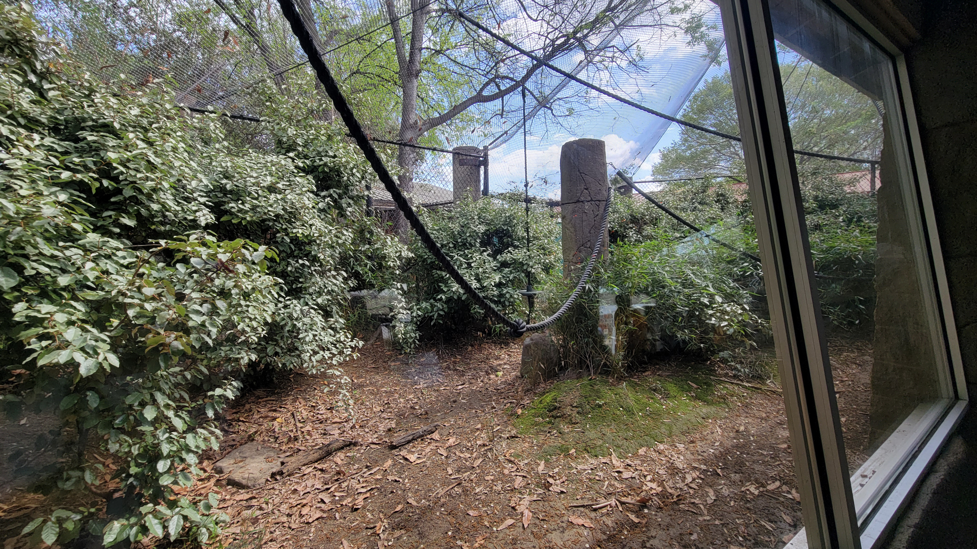 Apr. 2025 - Corcovado Jungle - Black-handed Spider Monkey Exhibit (Half of it)