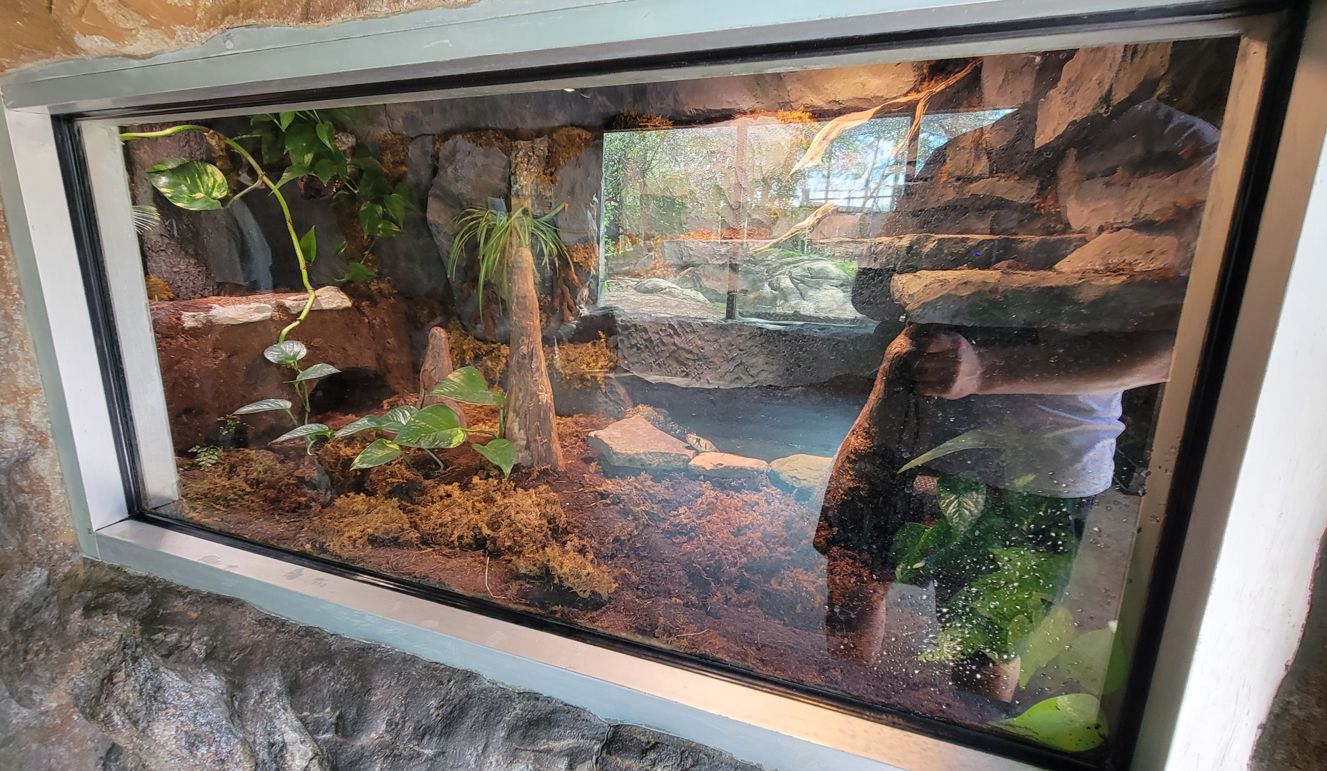 Apr. 2025 - Corcovado Jungle - Black-tailed Cribo Exhibit