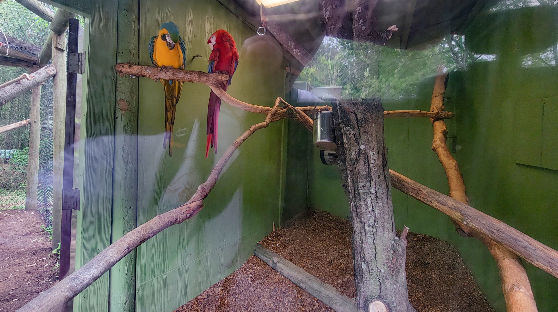 Apr. 2025 - Corcovado Jungle - Blue-and-Gold/Scarlet Macaw Indoor Exhibit