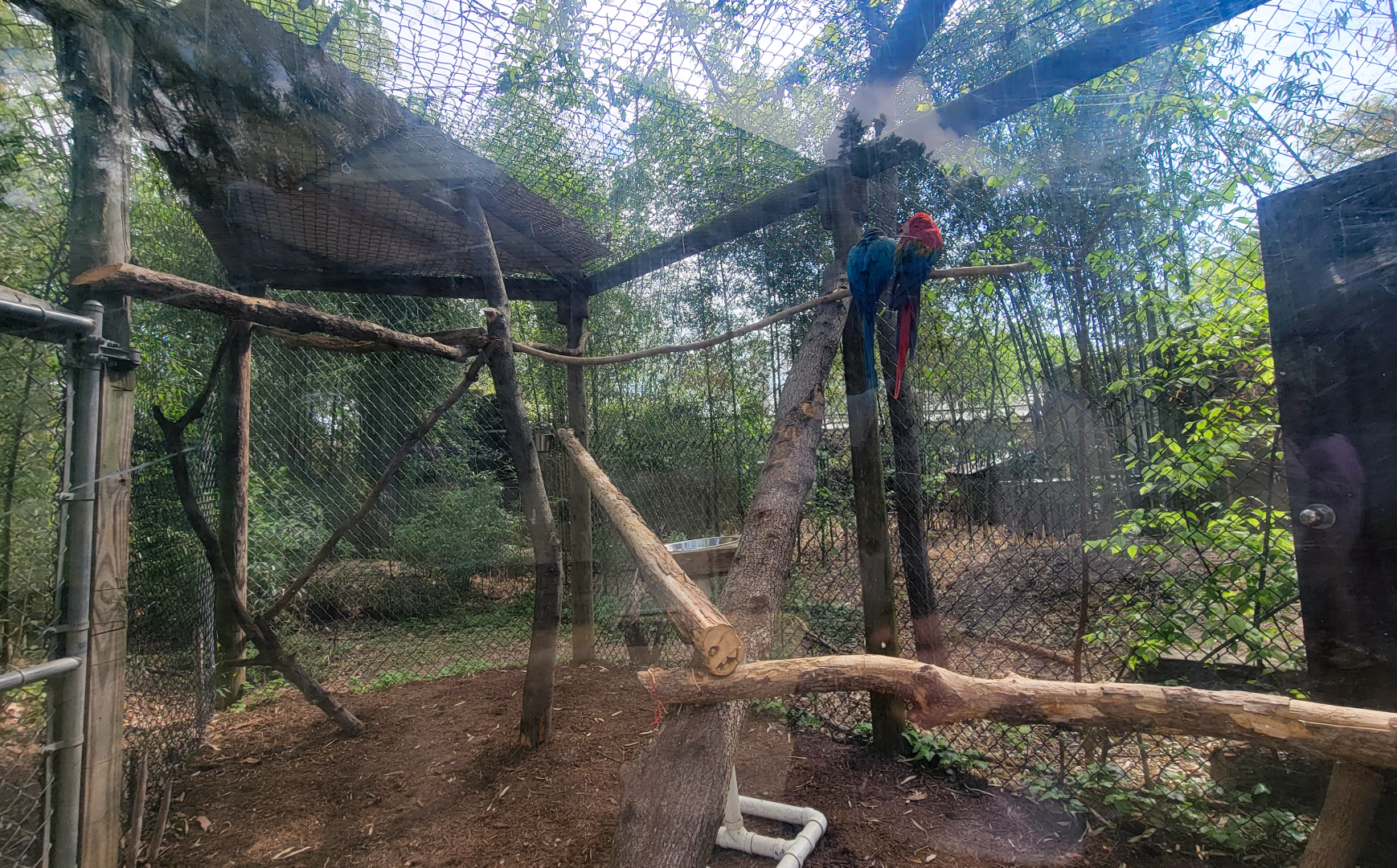 Apr. 2025 - Corcovado Jungle - Blue-and-Gold/Scarlet Macaw Outdoor Exhibit