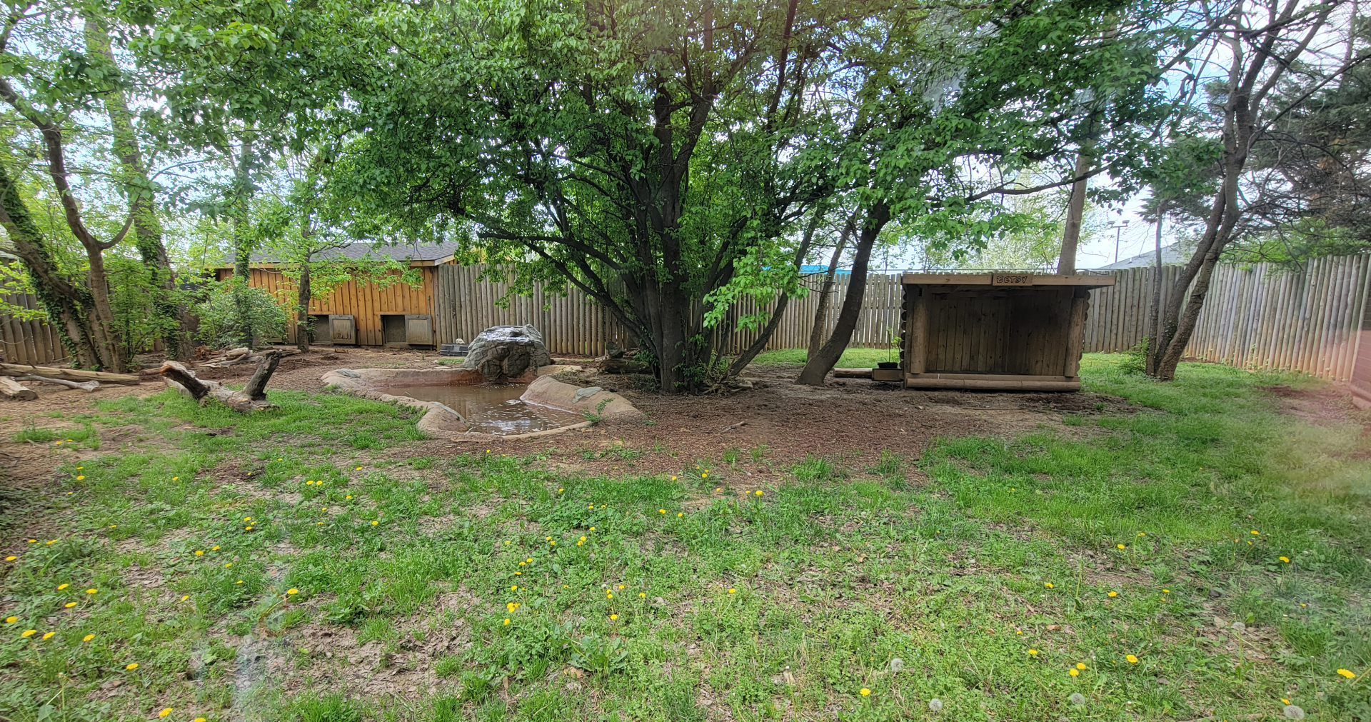 Apr. 2025 - Corcovado Jungle - Giant Anteater Exhibit