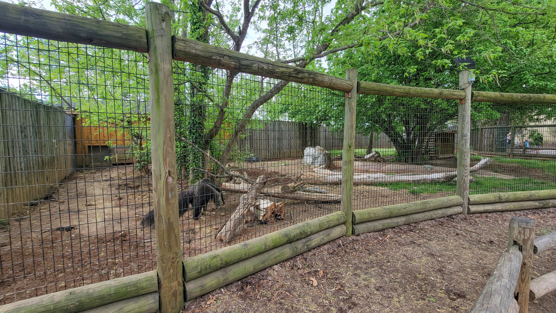 Apr. 2025 - Corcovado Jungle - Giant Anteater Exhibit