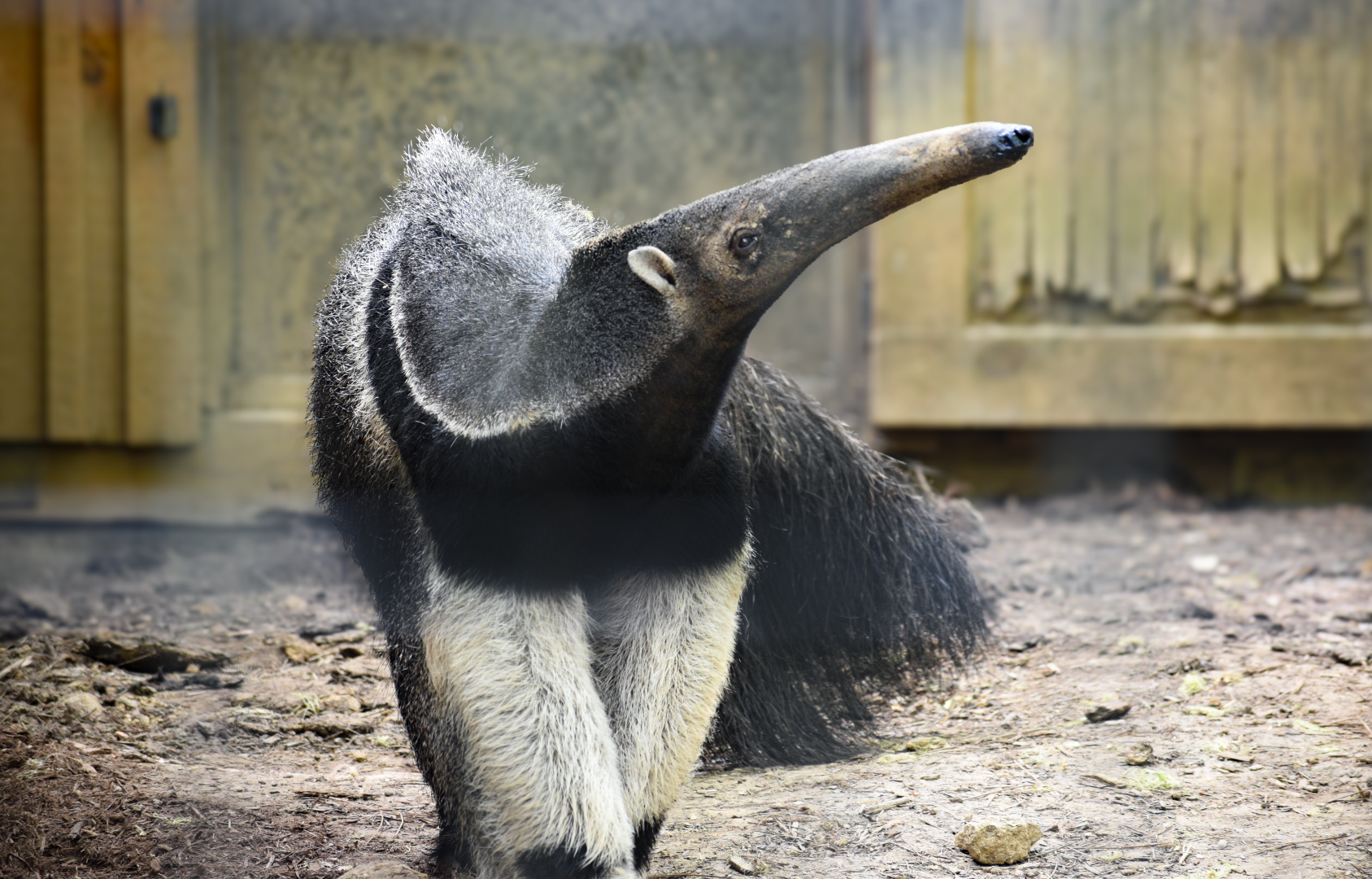 Apr. 2025 - Corcovado Jungle - Giant Anteater