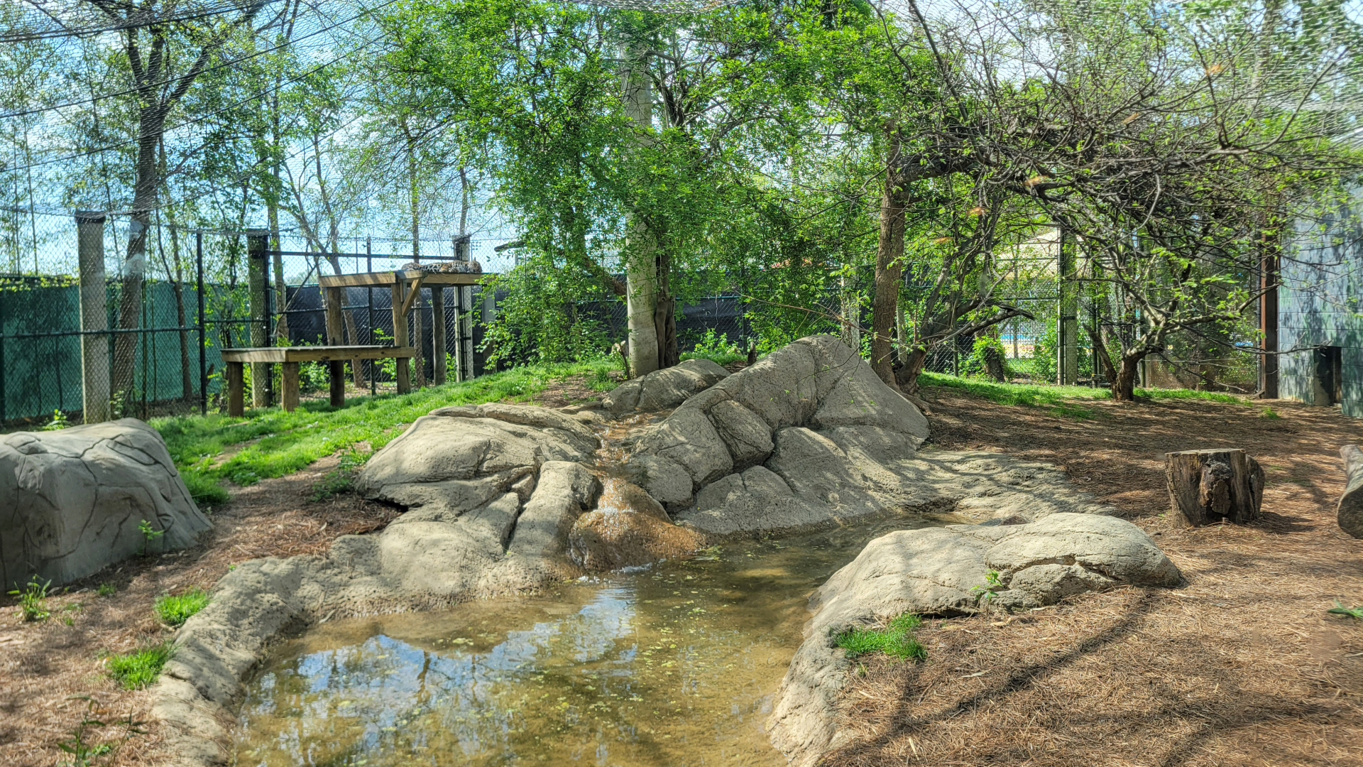 Apr. 2025 - Corcovado Jungle - Jaguar Exhibit