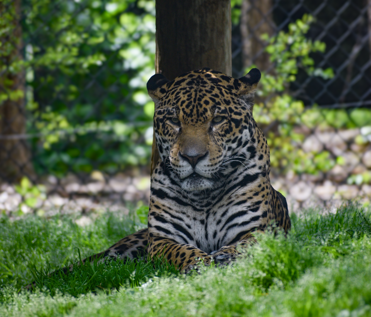 Apr. 2025 - Corcovado Jungle - Jaguar