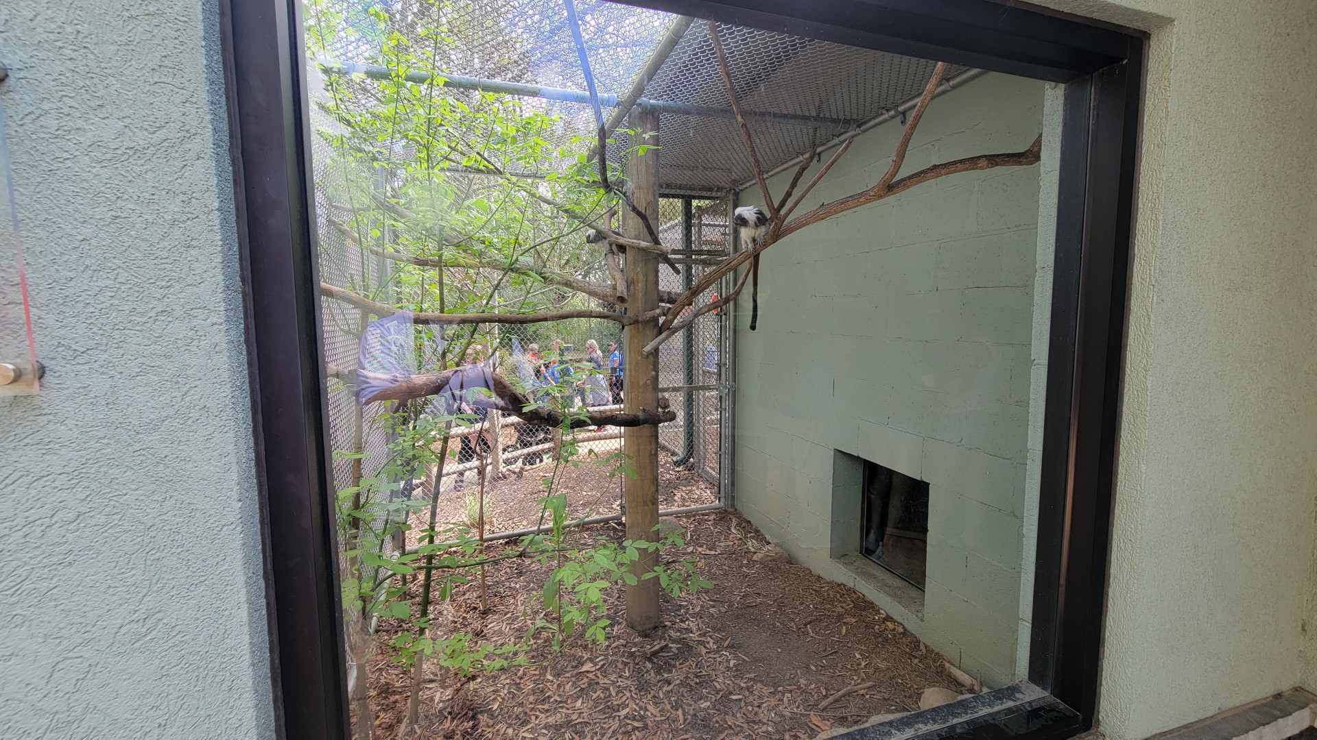 Apr. 2025 - Corcovado Jungle - La Selva Amazonica - Cotton Top Tamarin Exhibit