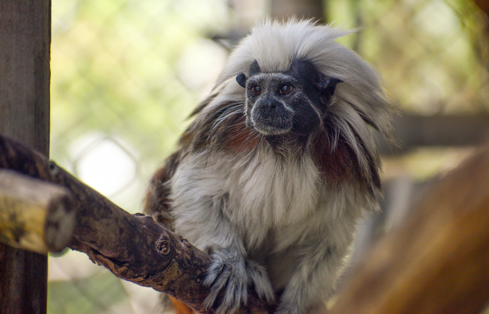 Apr. 2025 - Corcovado Jungle - La Selva Amazonica - Cotton Top Tamarin