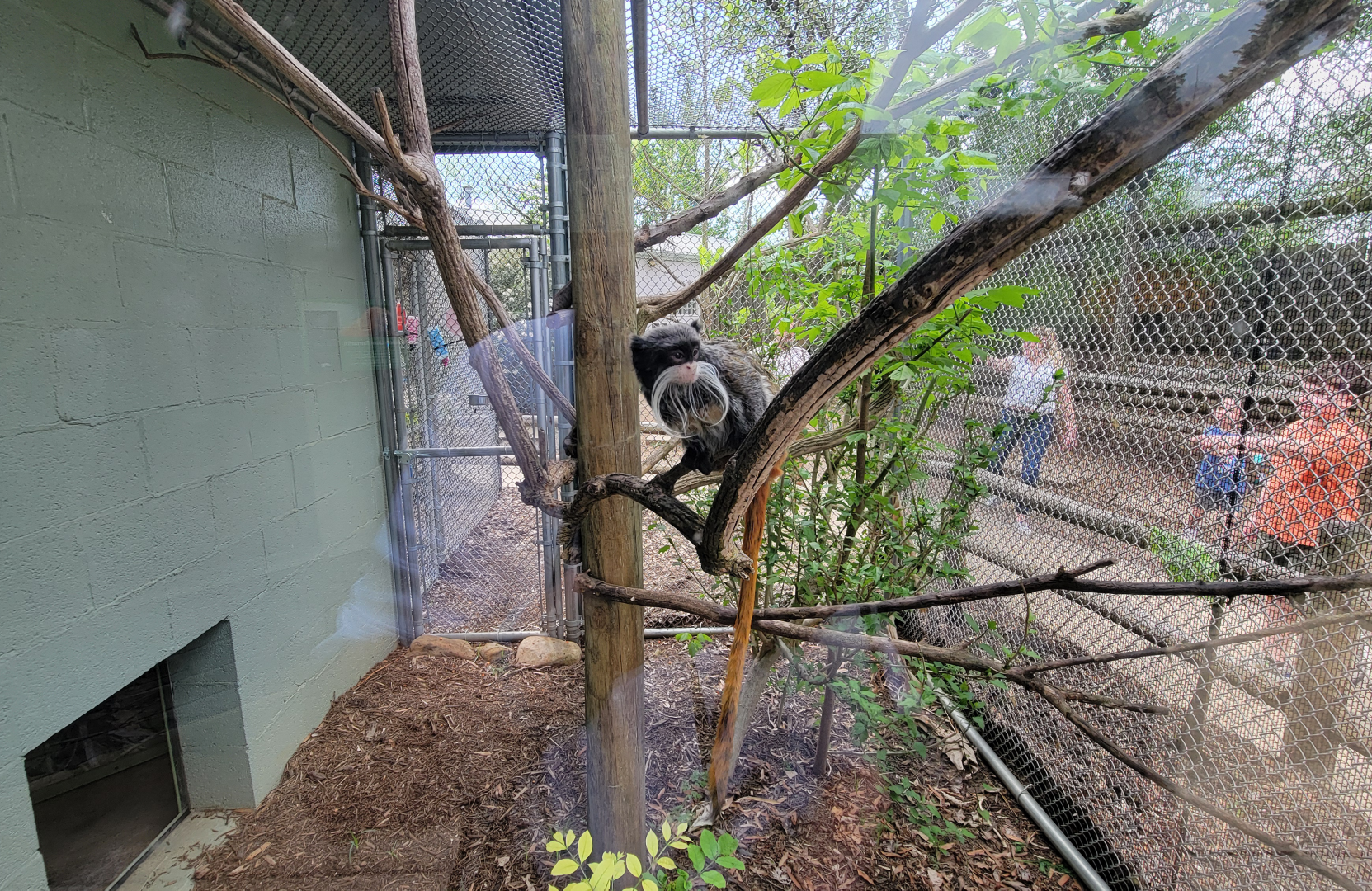 Apr. 2025 - Corcovado Jungle - La Selva Amazonica - Emperor Tamarin Exhibit
