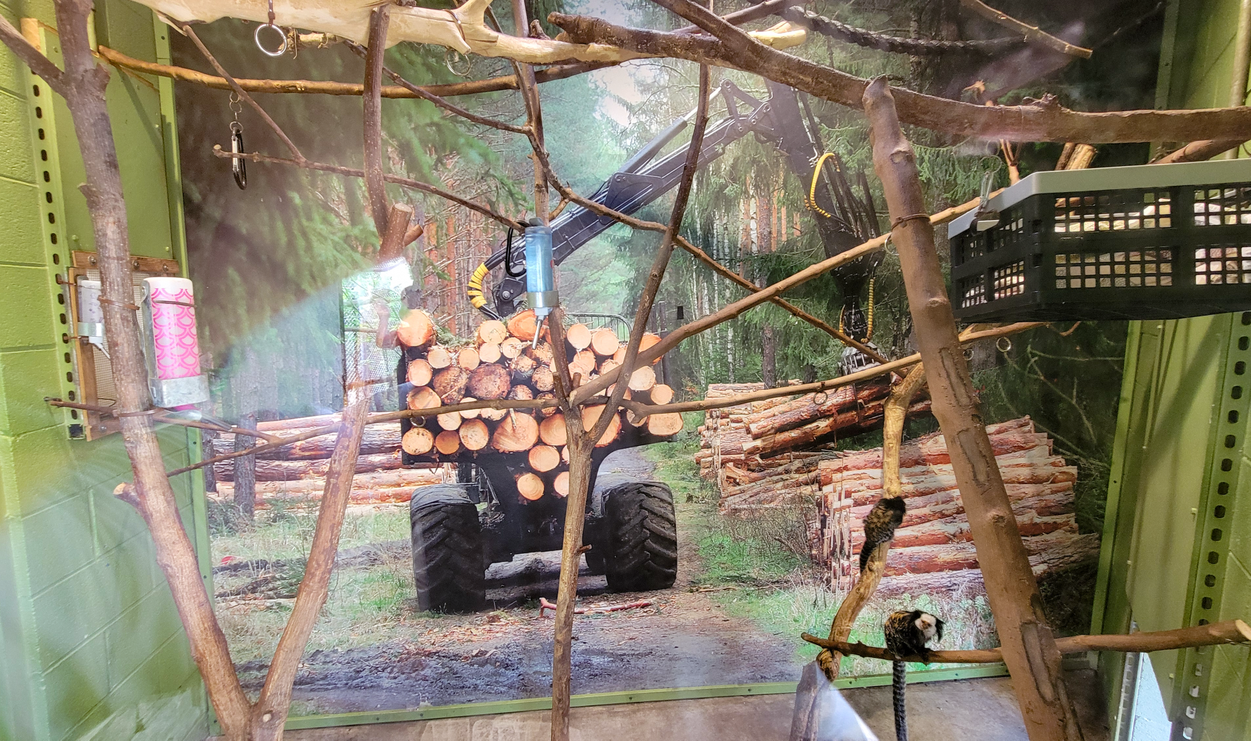 Apr. 2025 - Corcovado Jungle - La Selva Amazonica - Geoffroy's Marmoset Exhibit