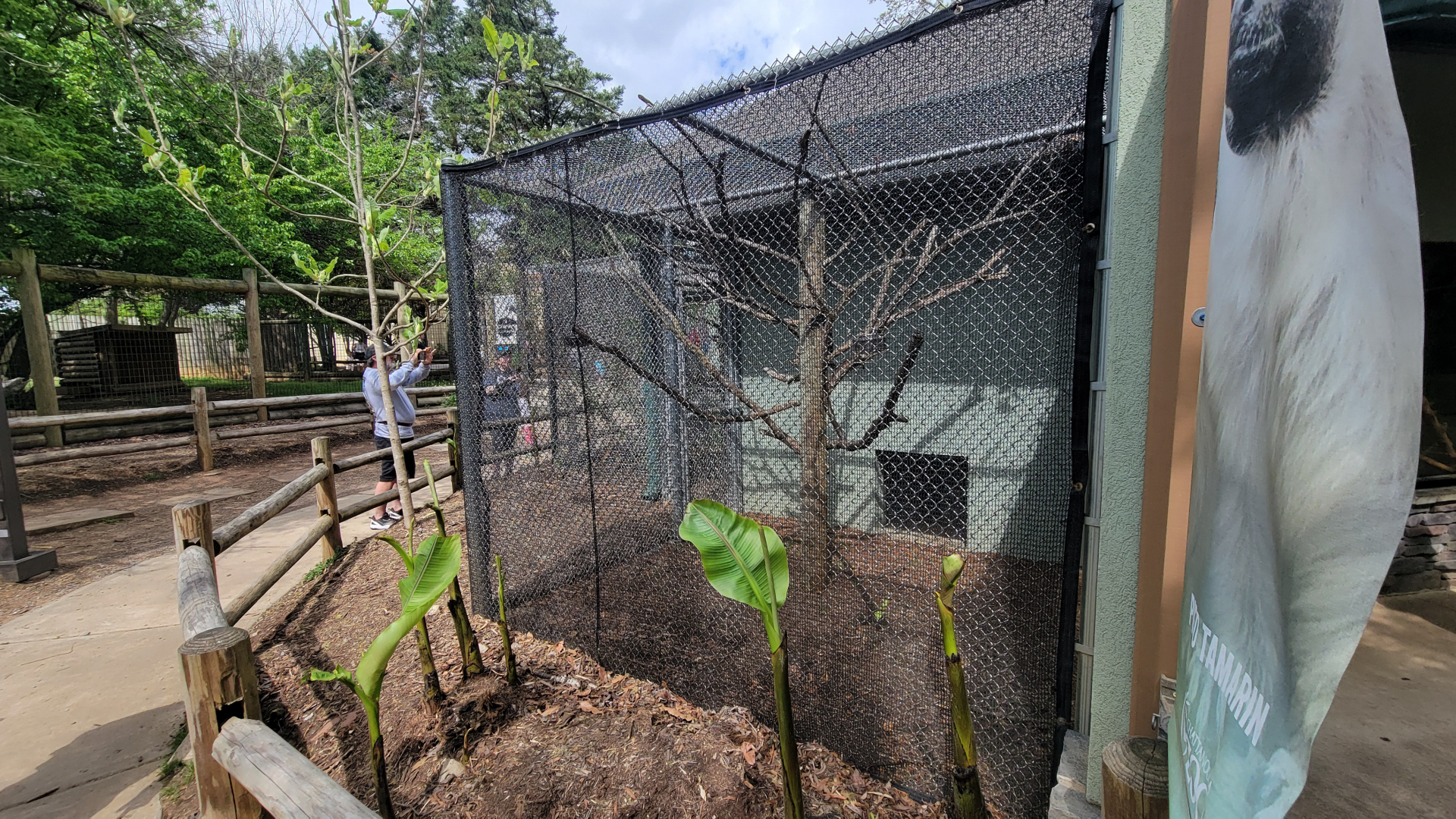 Apr. 2025 - Corcovado Jungle - La Selva Amazonica - Pied Tamarin Exhibit 1 of 2