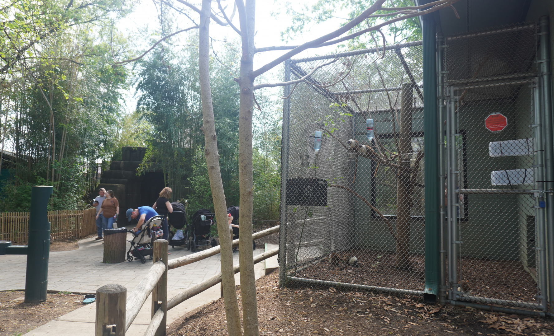 Apr. 2025 - Corcovado Jungle - La Selva Amazonica - Pied Tamarin Exhibit (1 of 2)