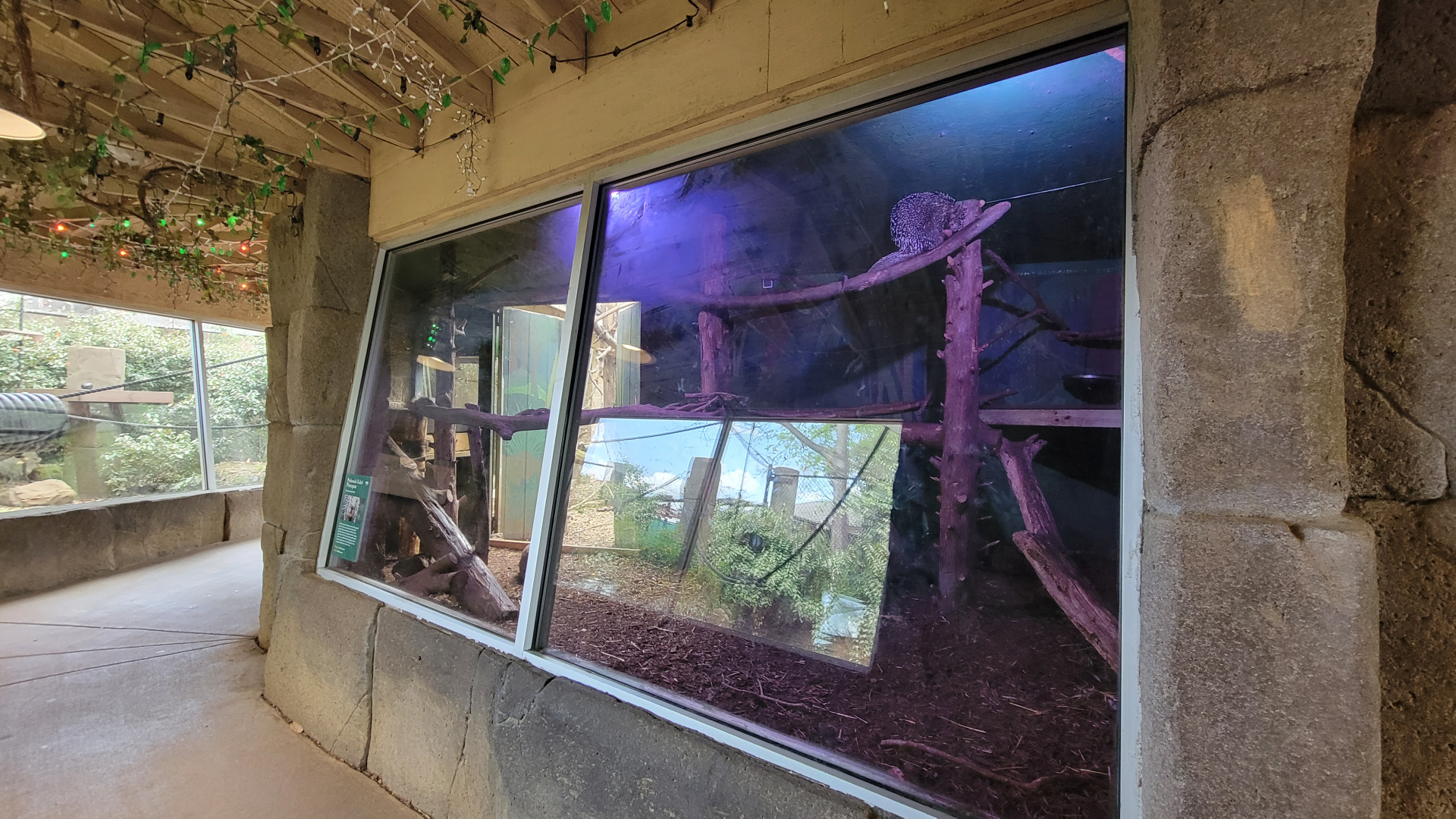 Apr. 2025 - Corcovado Jungle - Prehensile-tailed Porcupine/Red-footed Tortoise Indoor Exhibit