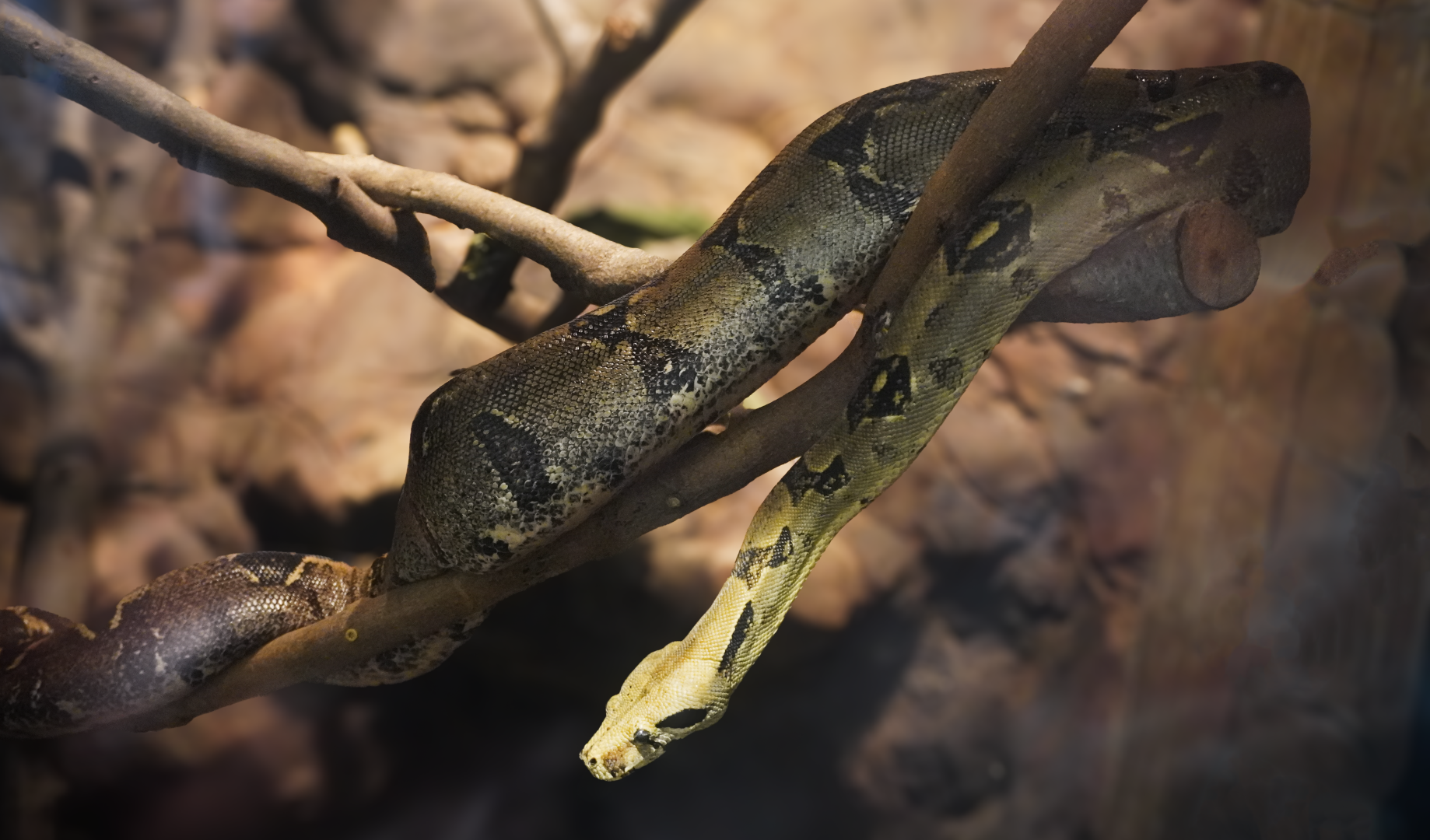 Apr. 2025 - Corcovado Jungle - Red-tailed Boa