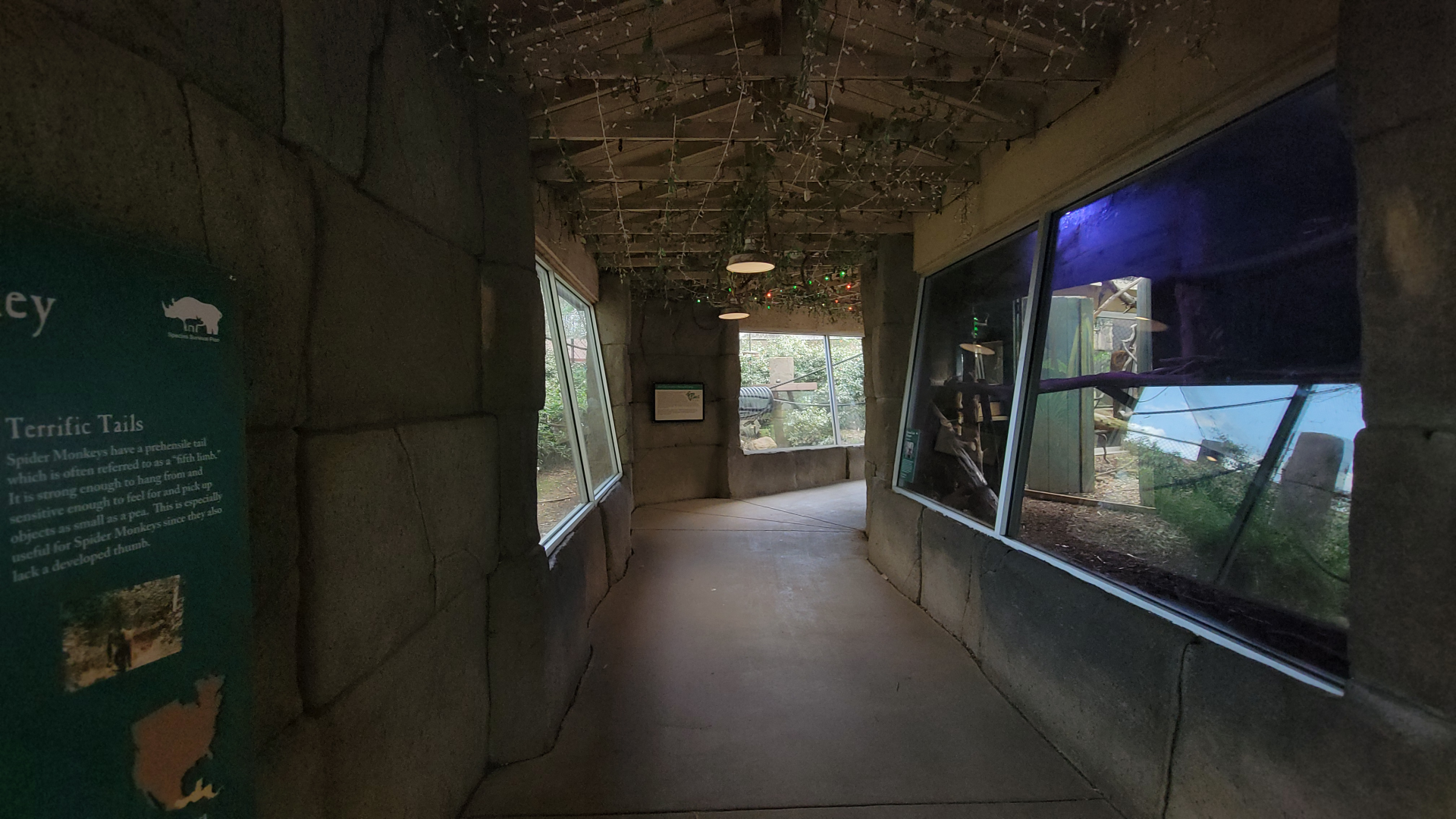 Apr. 2025 - Corcovado Jungle - Two Exhibits in the Temple