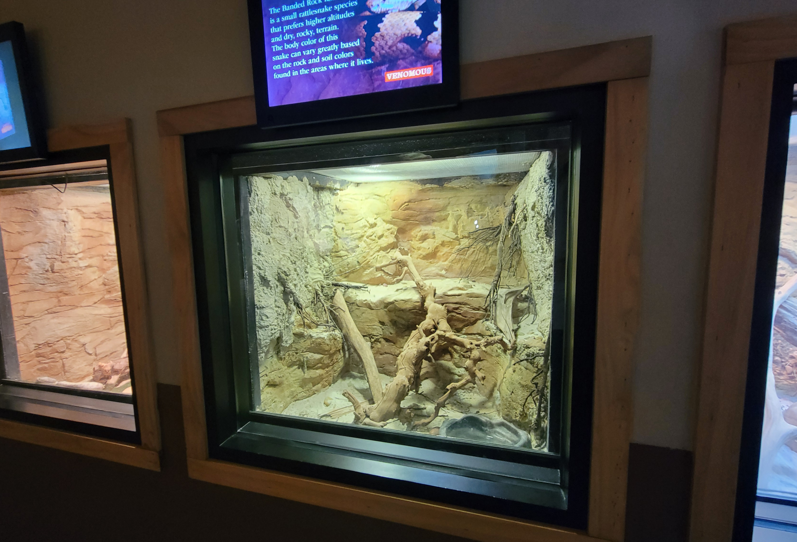 Apr. 2025 - Deserts & Forests of the World - Banded Rock Rattlesnake Exhibit