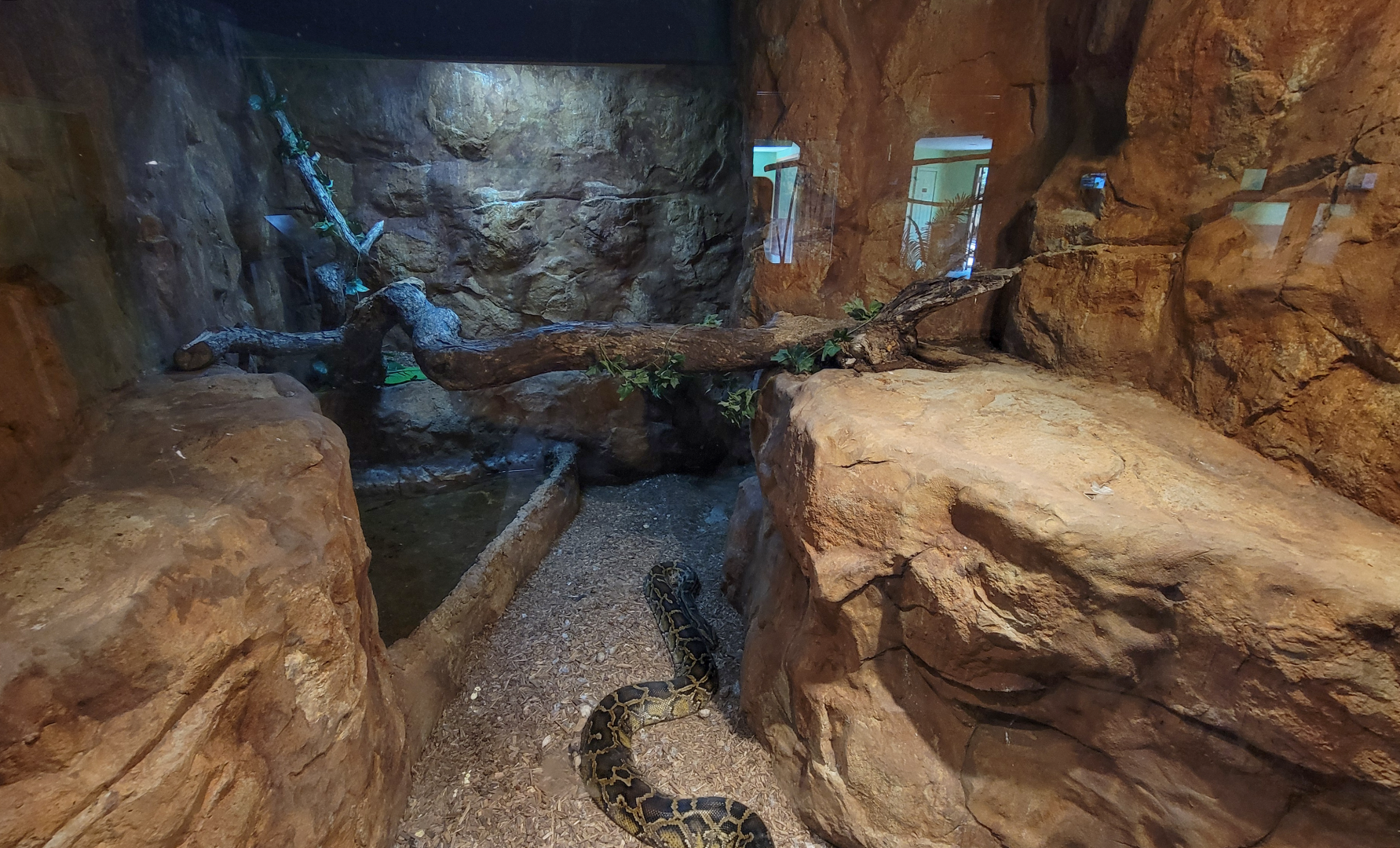 Apr. 2025 - Deserts & Forests of the World - Burmese Python/White-lipped Python Exhibit