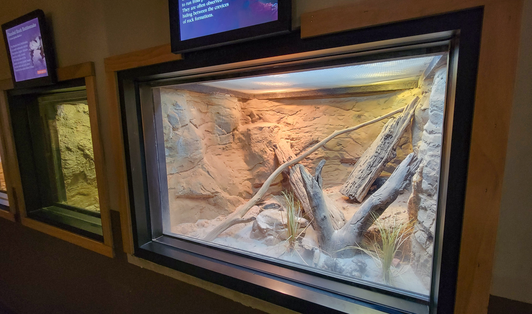 Apr. 2025 - Deserts & Forests of the World - Chuckwalla Exhibit