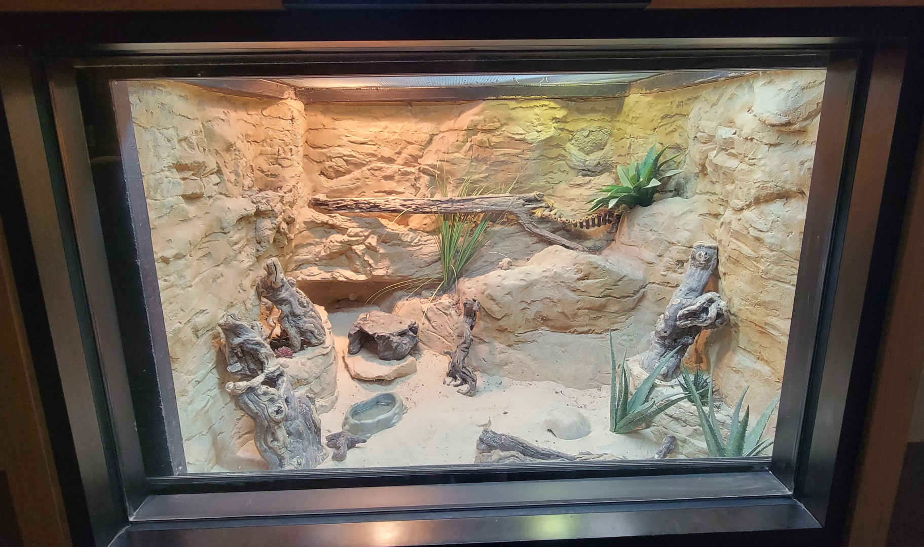 Apr. 2025 - Deserts & Forests of the World - Desert Horned Lizard Exhibit