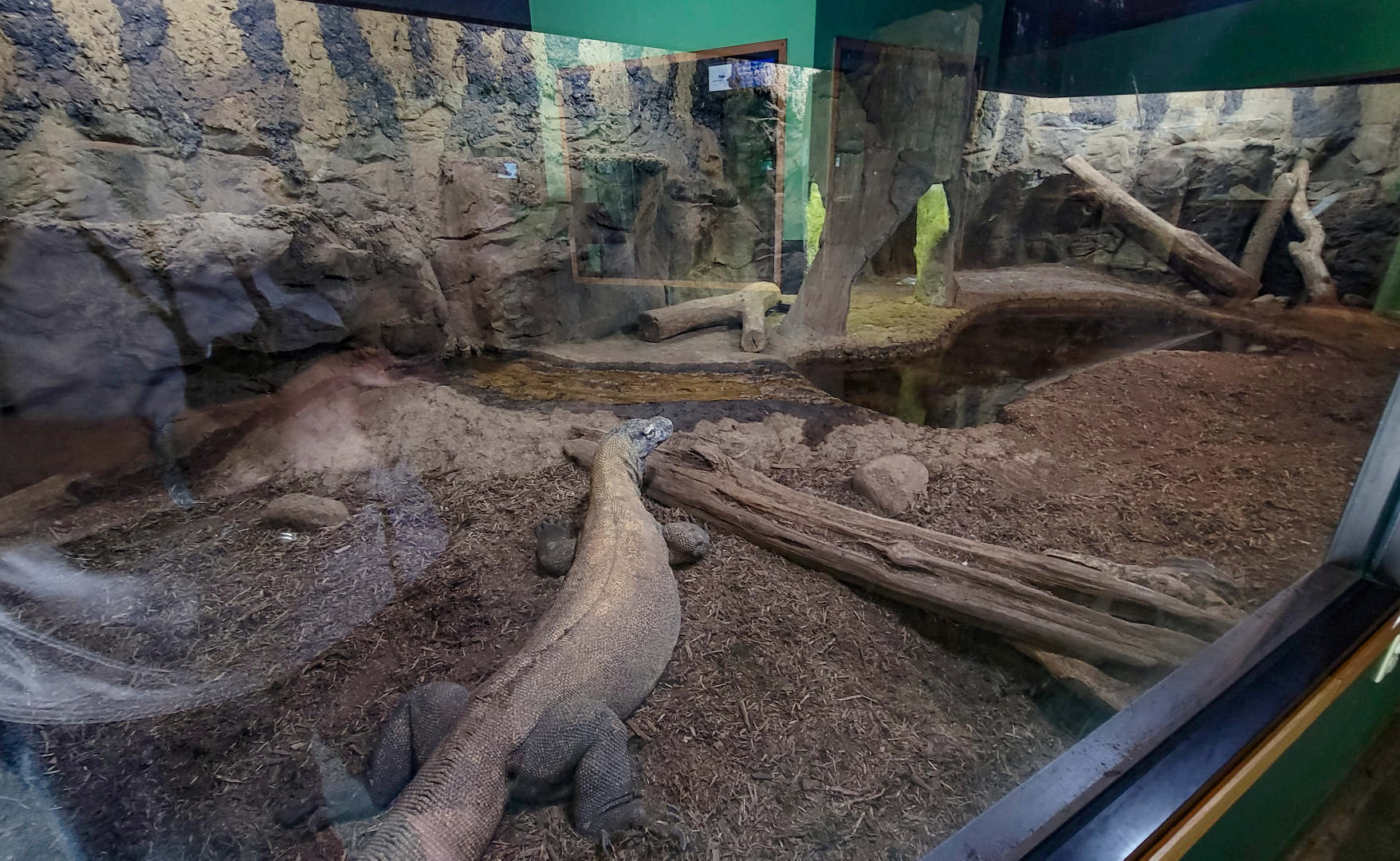 Apr. 2025 - Deserts & Forests of the World - Komodo Dragon Indoor Exhibit