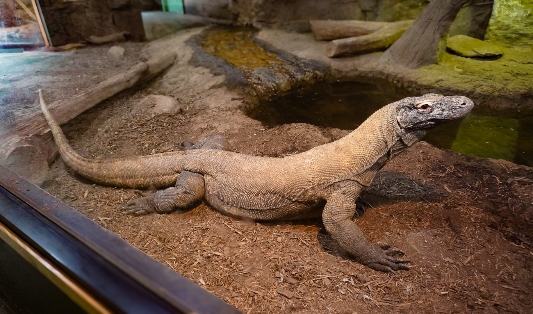 Apr. 2025 - Deserts & Forests of the World - Komodo Dragon