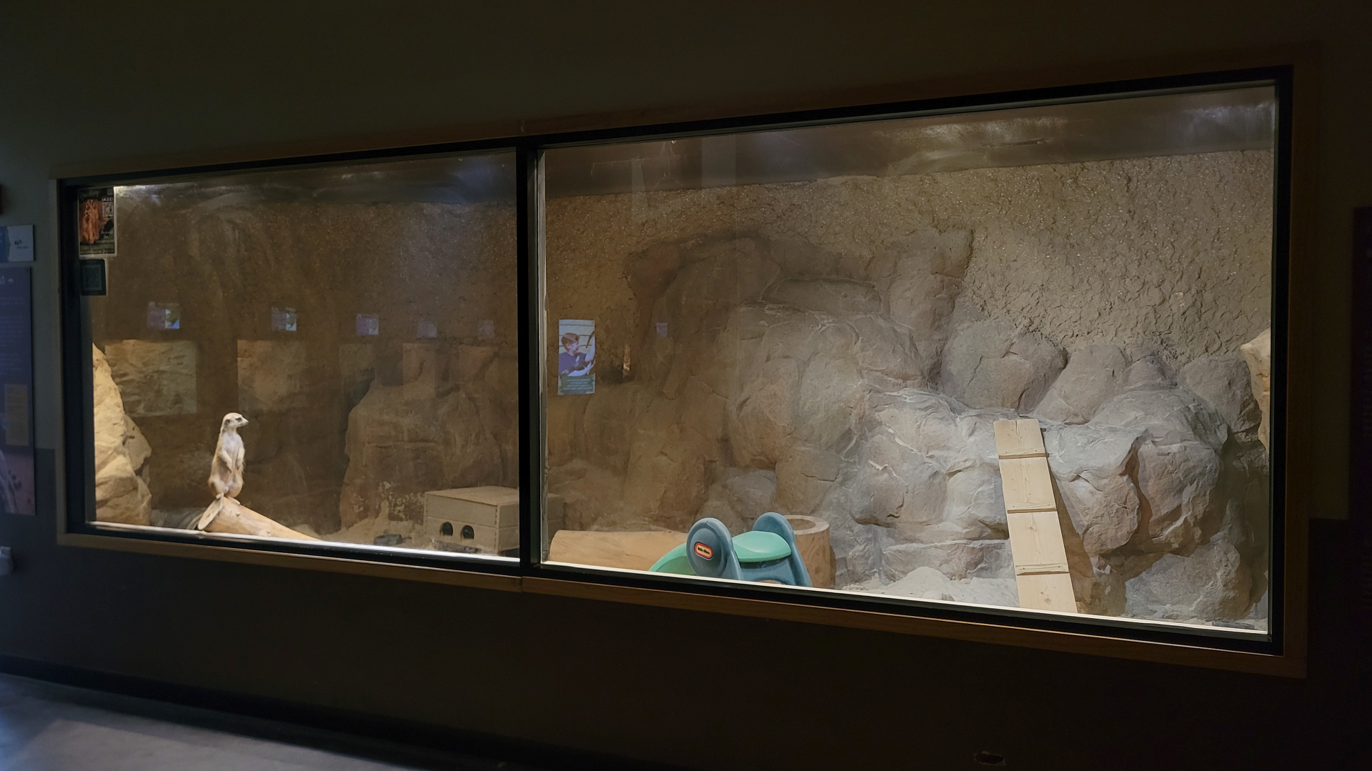 Apr. 2025 - Deserts & Forests of the World - Meerkat Exhibit