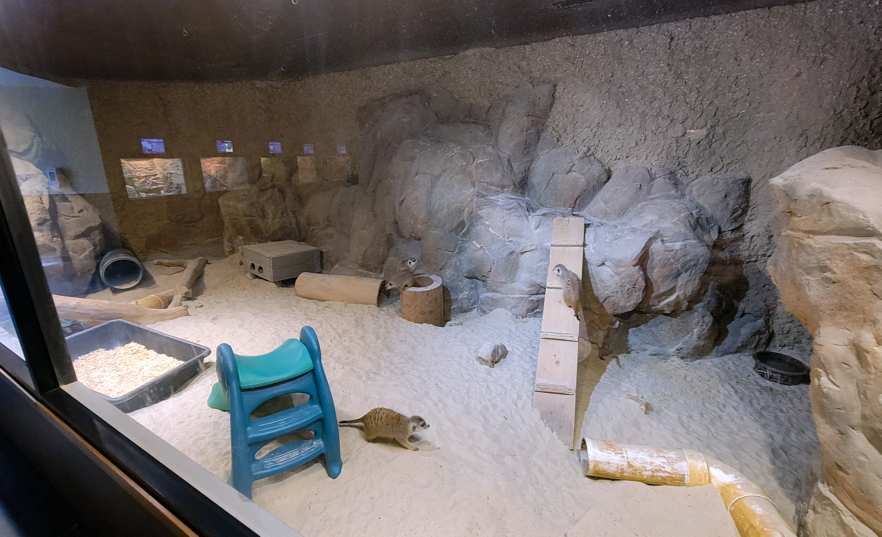 Apr. 2025 - Deserts & Forests of the World - Meerkat Exhibit