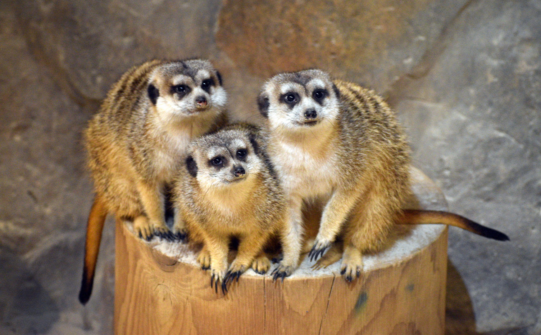 Apr. 2025 - Deserts & Forests of the World - Meerkats