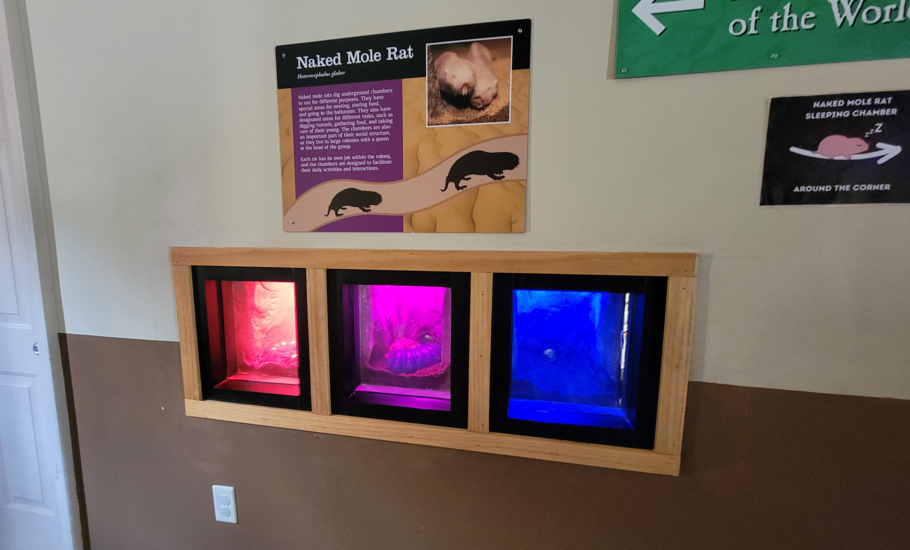 Apr. 2025 - Deserts & Forests of the World - Naked Mole Rat Exhibits (3 of 4)