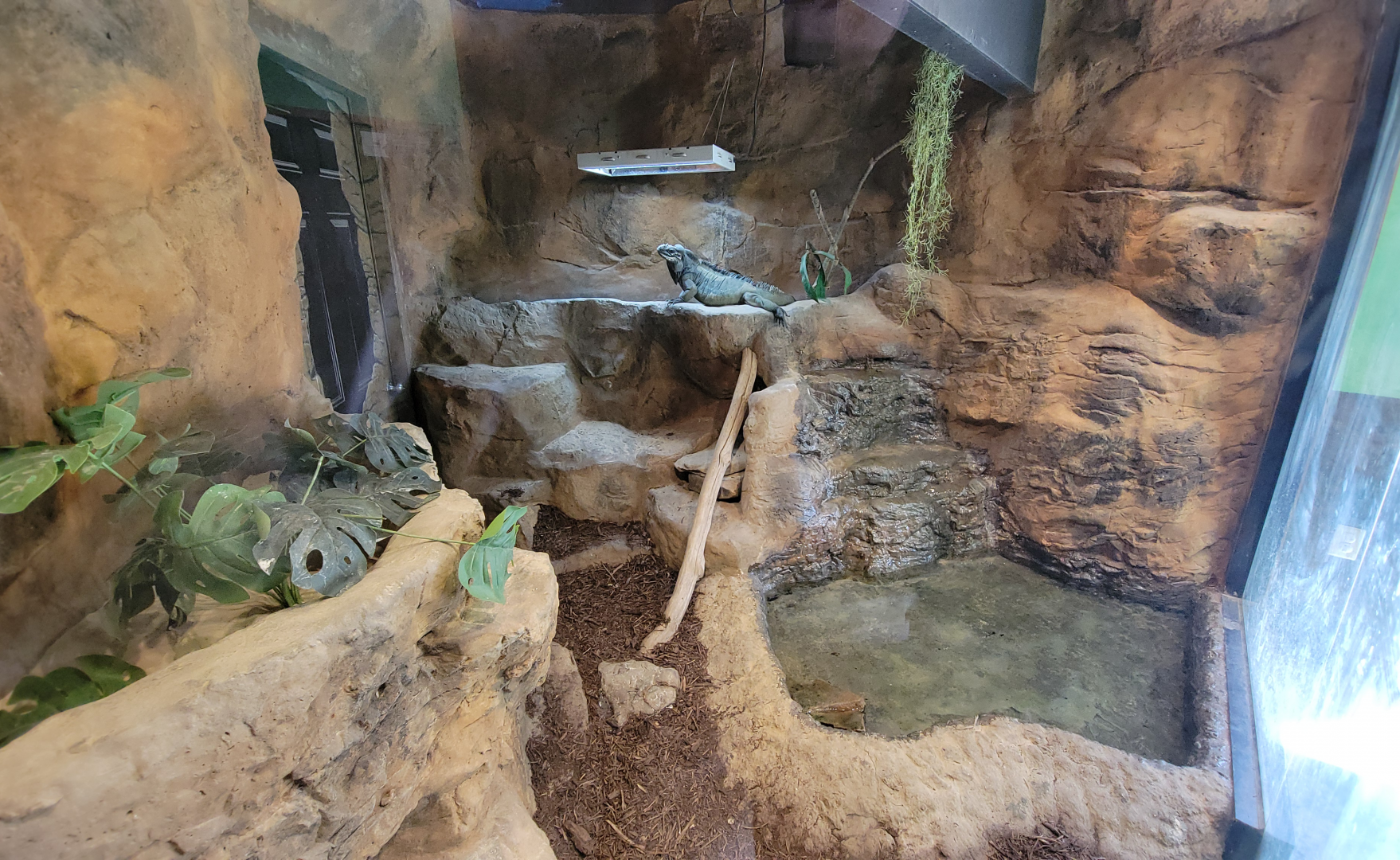 Apr. 2025 - Deserts & Forests of the World - Rhinoceros Iguana Exhibit