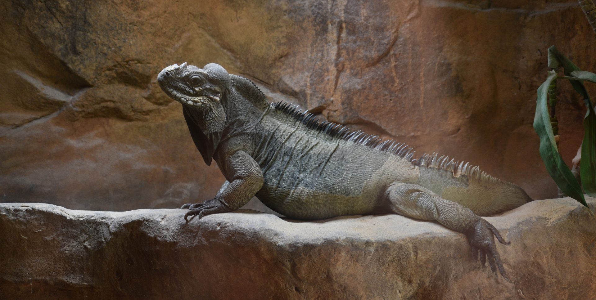 Apr. 2025 - Deserts & Forests of the World - Rhinoceros Iguana