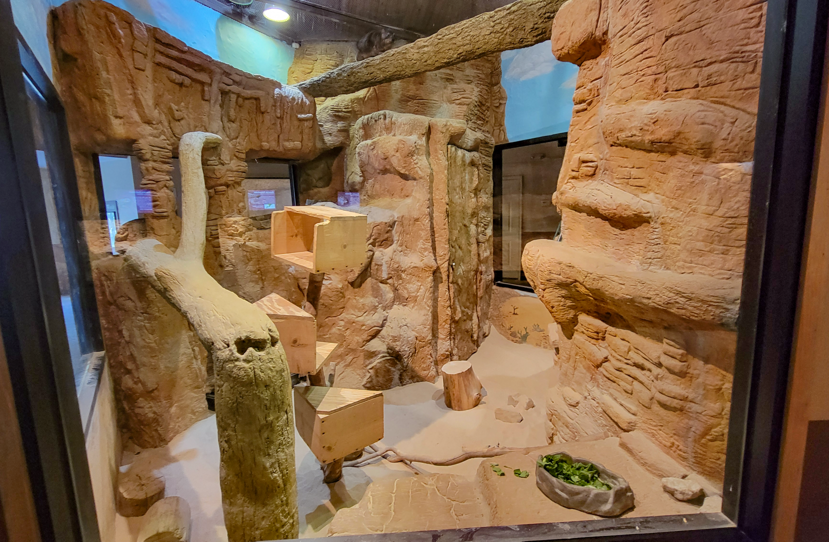 Apr. 2025 - Deserts & Forests of the World - Rock Hyrax Exhibit