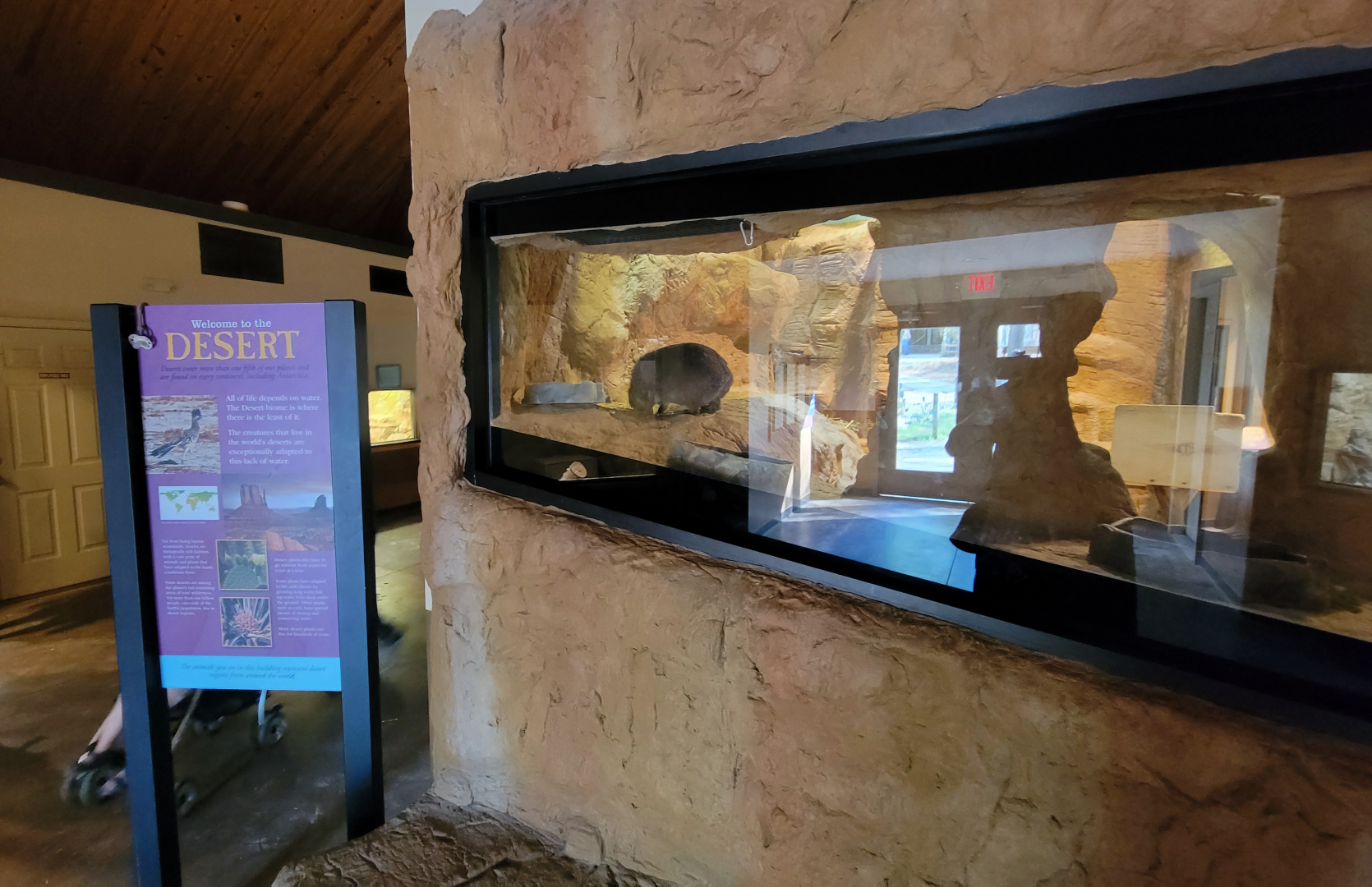 Apr. 2025 - Deserts & Forests of the World - Rock Hyrax Exhibit