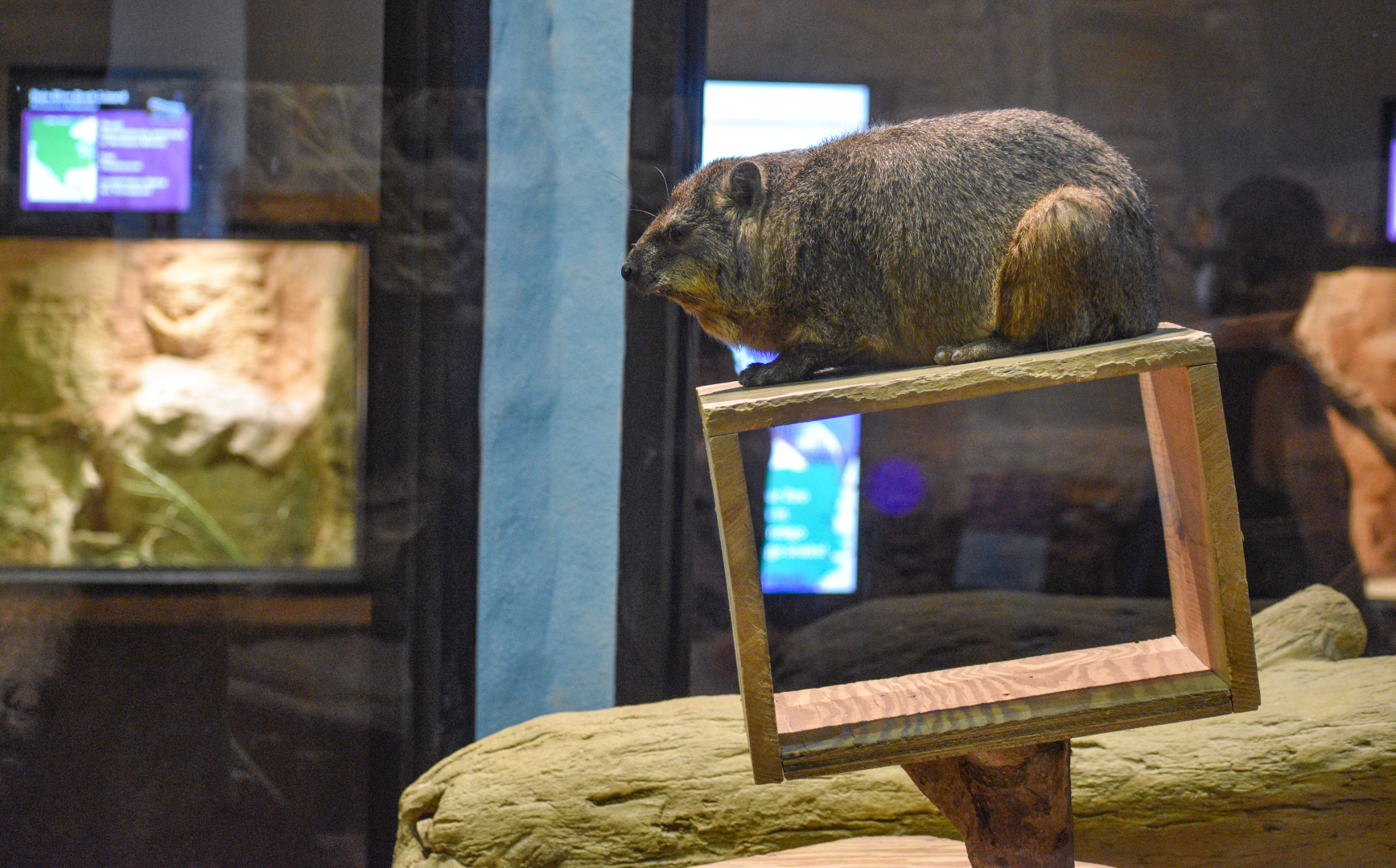 Apr. 2025 - Deserts & Forests of the World - Rock Hyrax