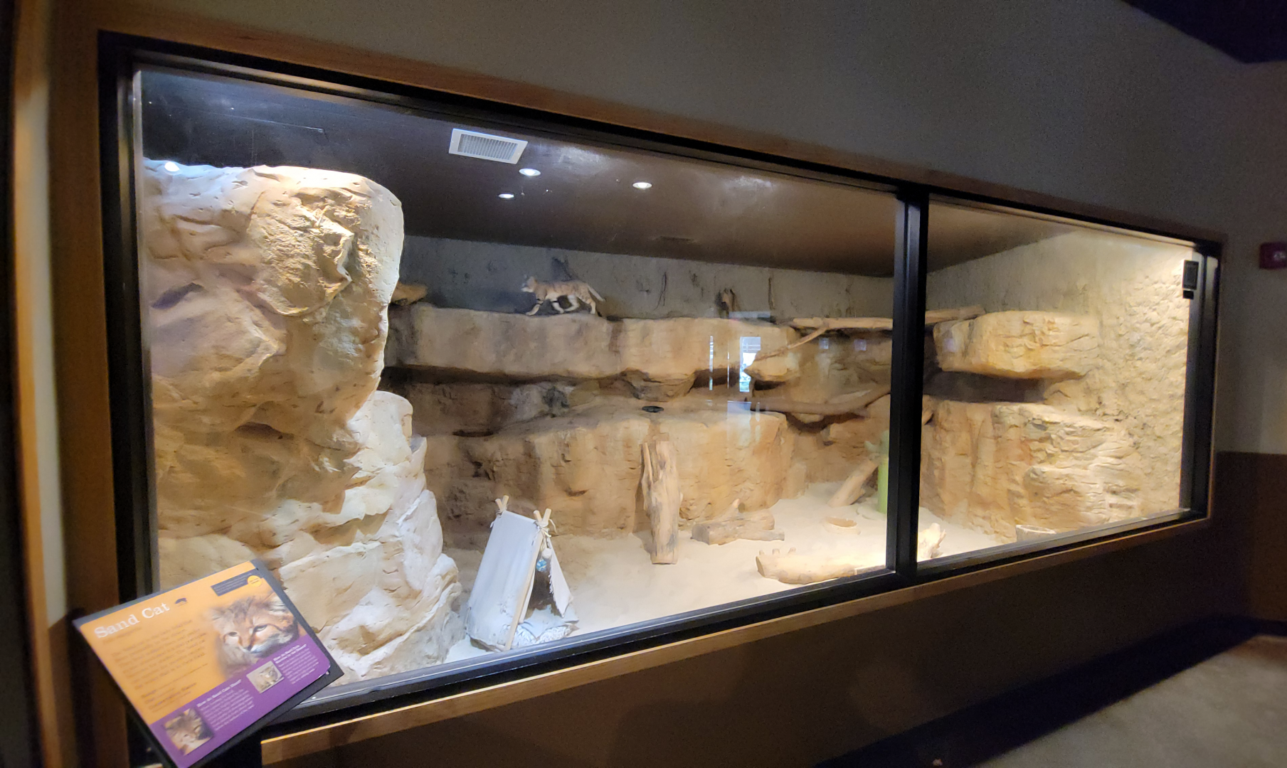 Apr. 2025 - Deserts & Forests of the World - Sand Cat Exhibit