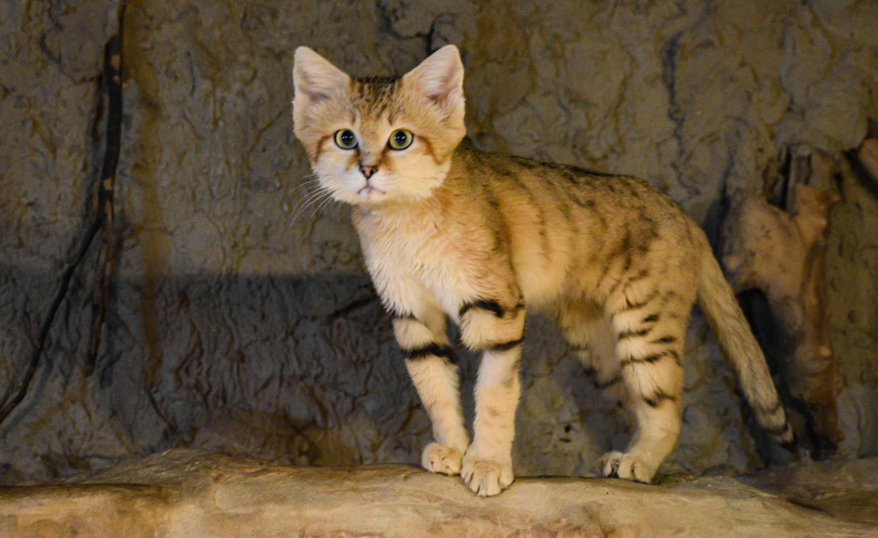 Apr. 2025 - Deserts & Forests of the World - Sand Cat