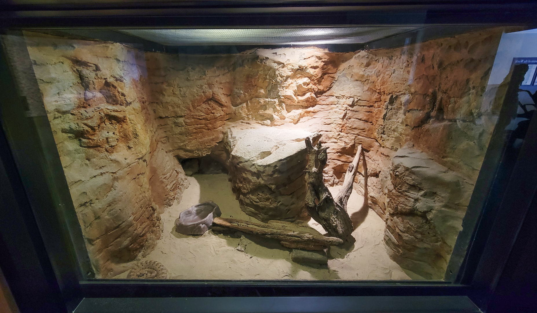 Apr. 2025 - Deserts & Forests of the World - Sidewinder Exhibit