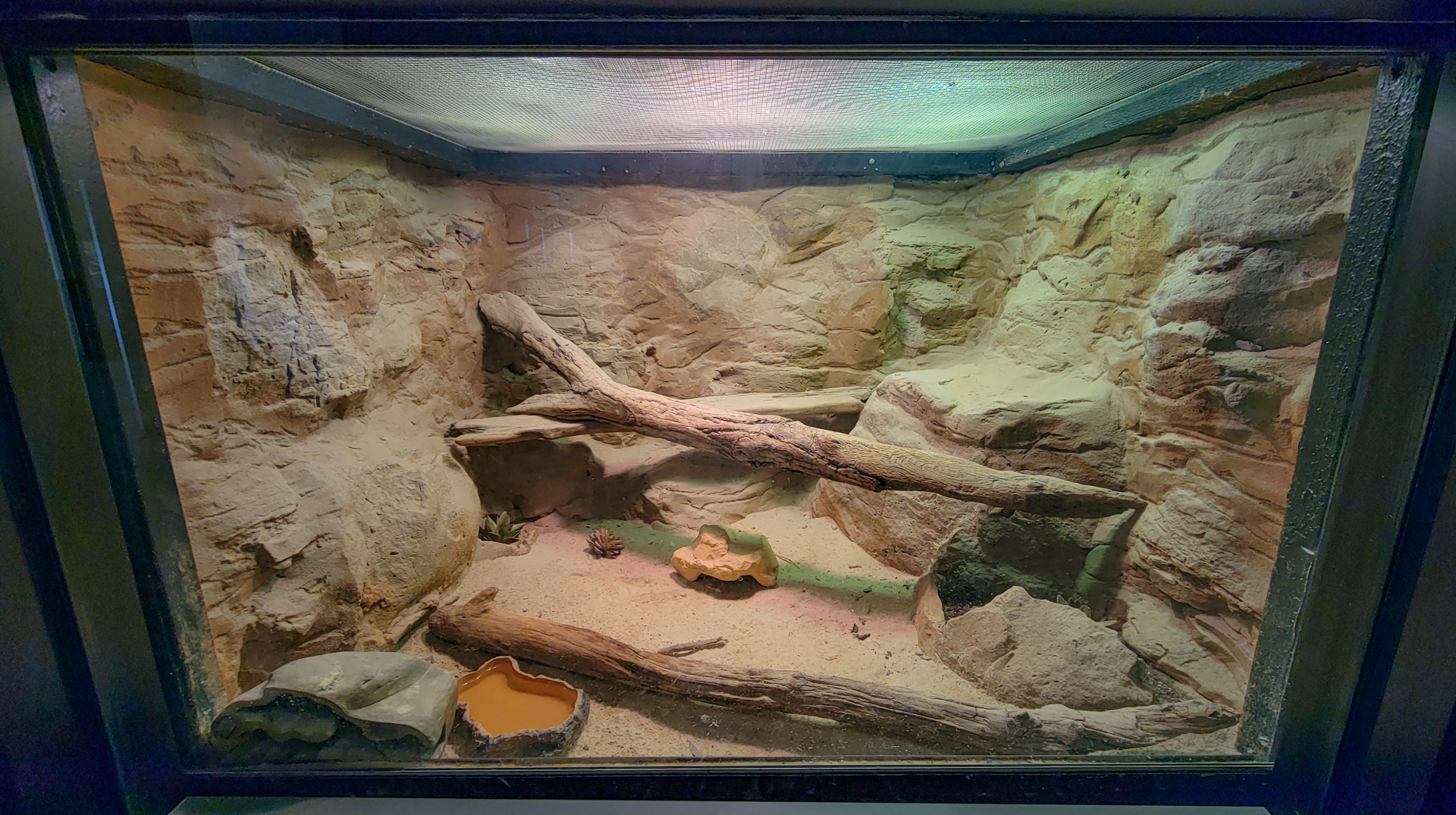 Apr. 2025 - Deserts & Forests of the World - Western Banded Gecko Exhibit