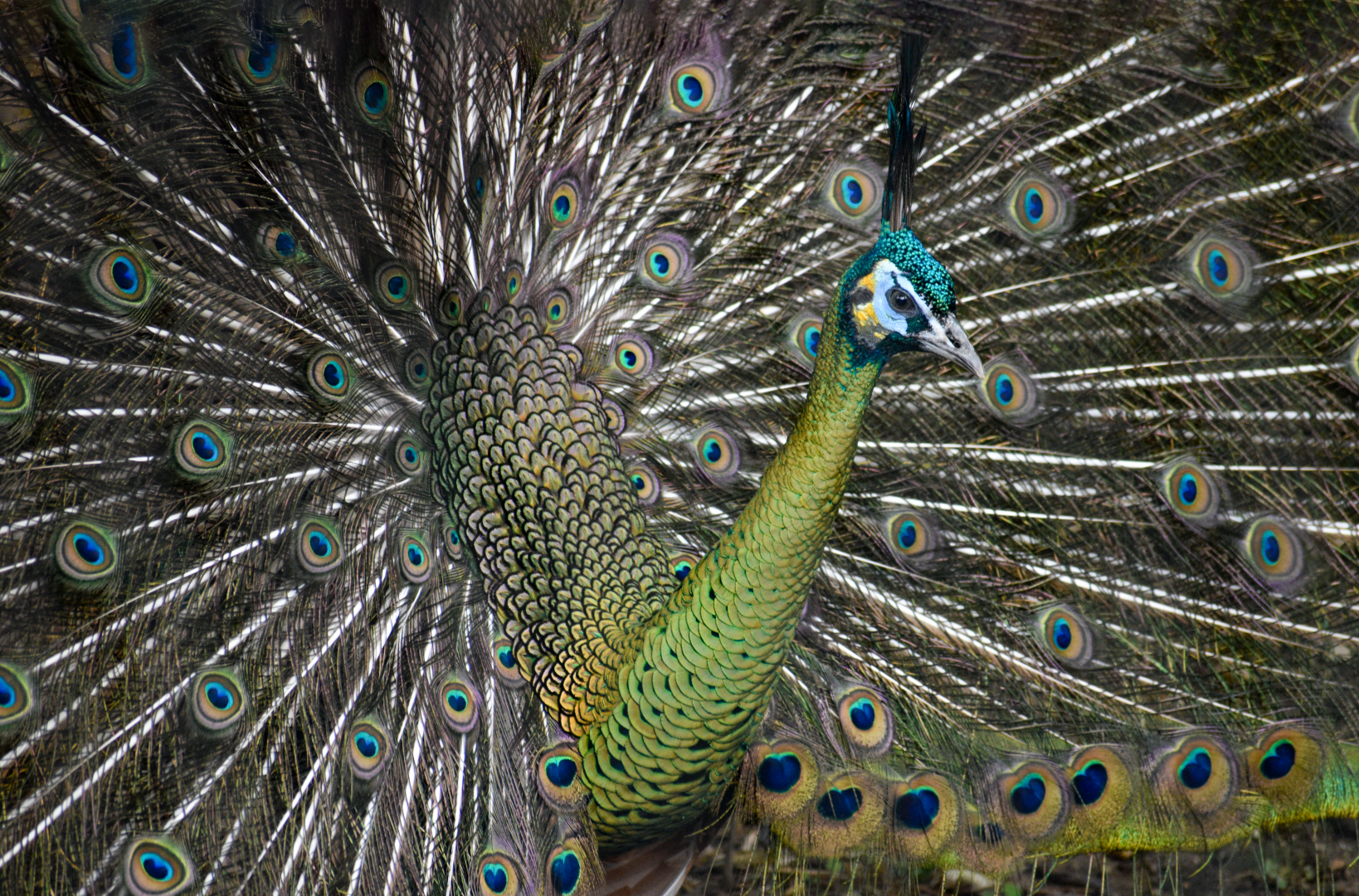 Apr. 2025 - Elephant Springs - Javan Peafowl