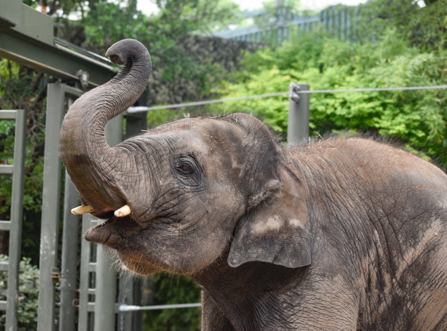 Apr. 2025 - Elephant Springs - Travis