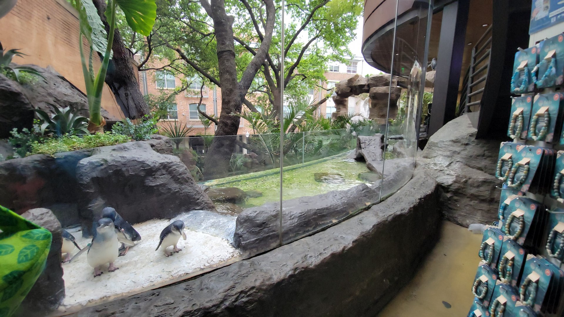 Apr. 2025 - Entrance - Blue Penguin Exhibit