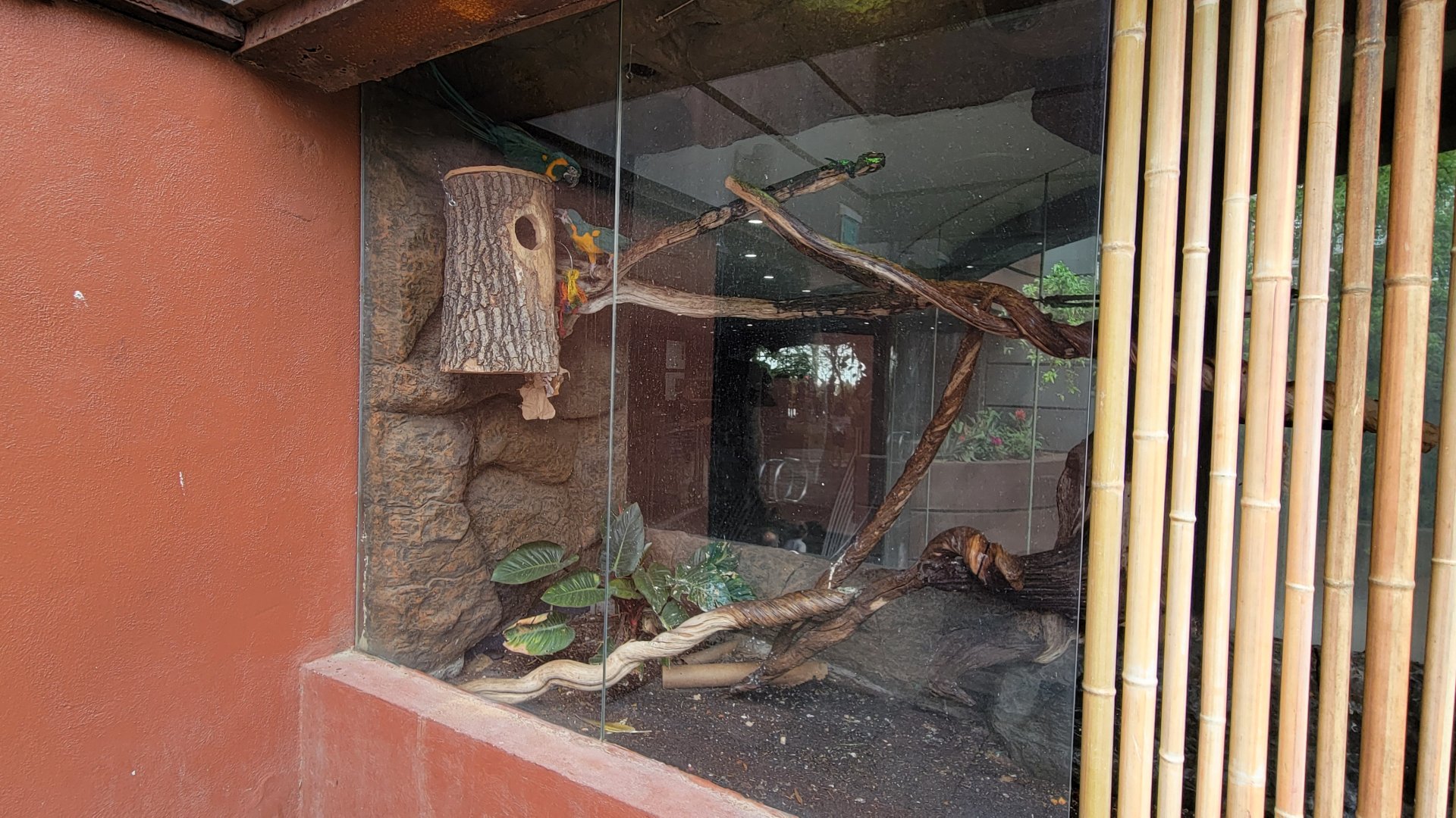 Apr. 2025 - Entrance - Blue-throated Macaw Exhibit (View from Outside)