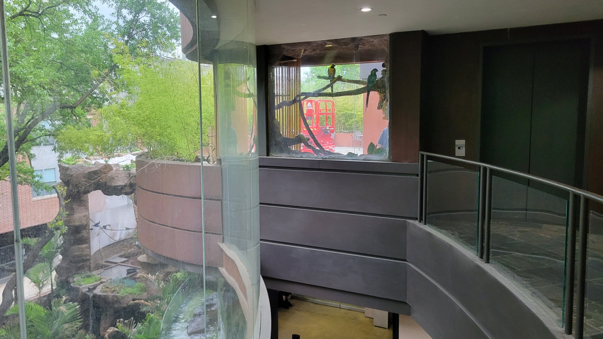 Apr. 2025 - Entrance - Blue-throated Macaw Exhibits Above Steps