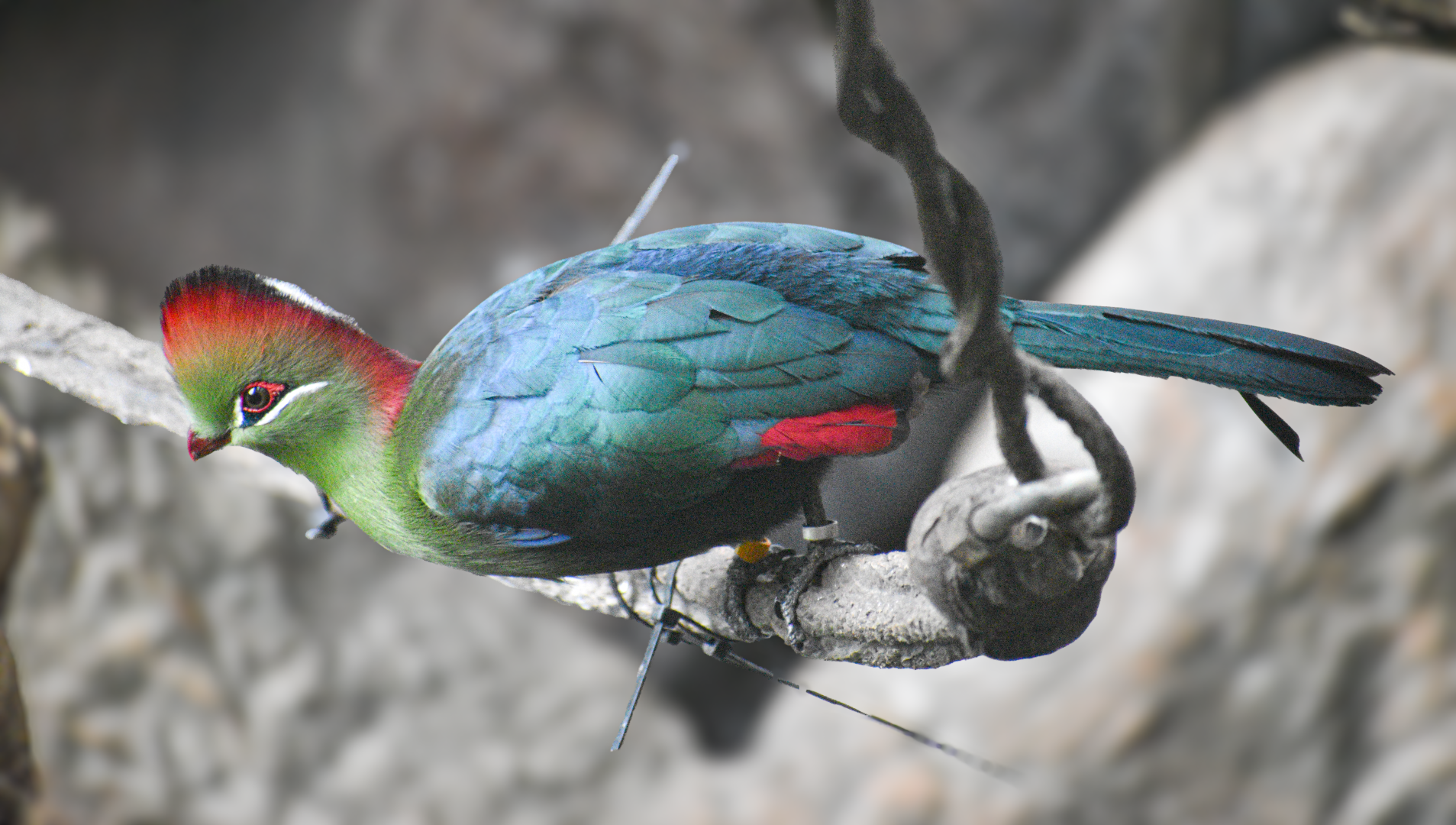 Apr. 2025 - Entrance - Fischer's Turaco