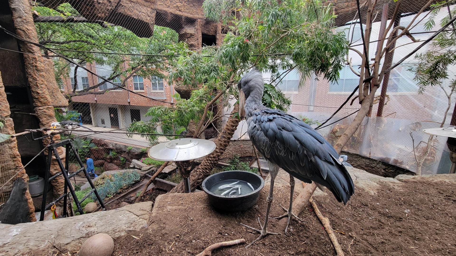 Apr. 2025 - Entrance - Shoebill Exhibit