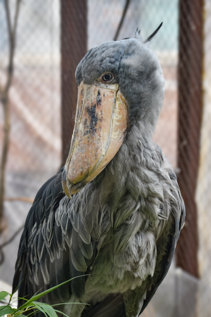 Apr. 2025 - Entrance - Shoebill