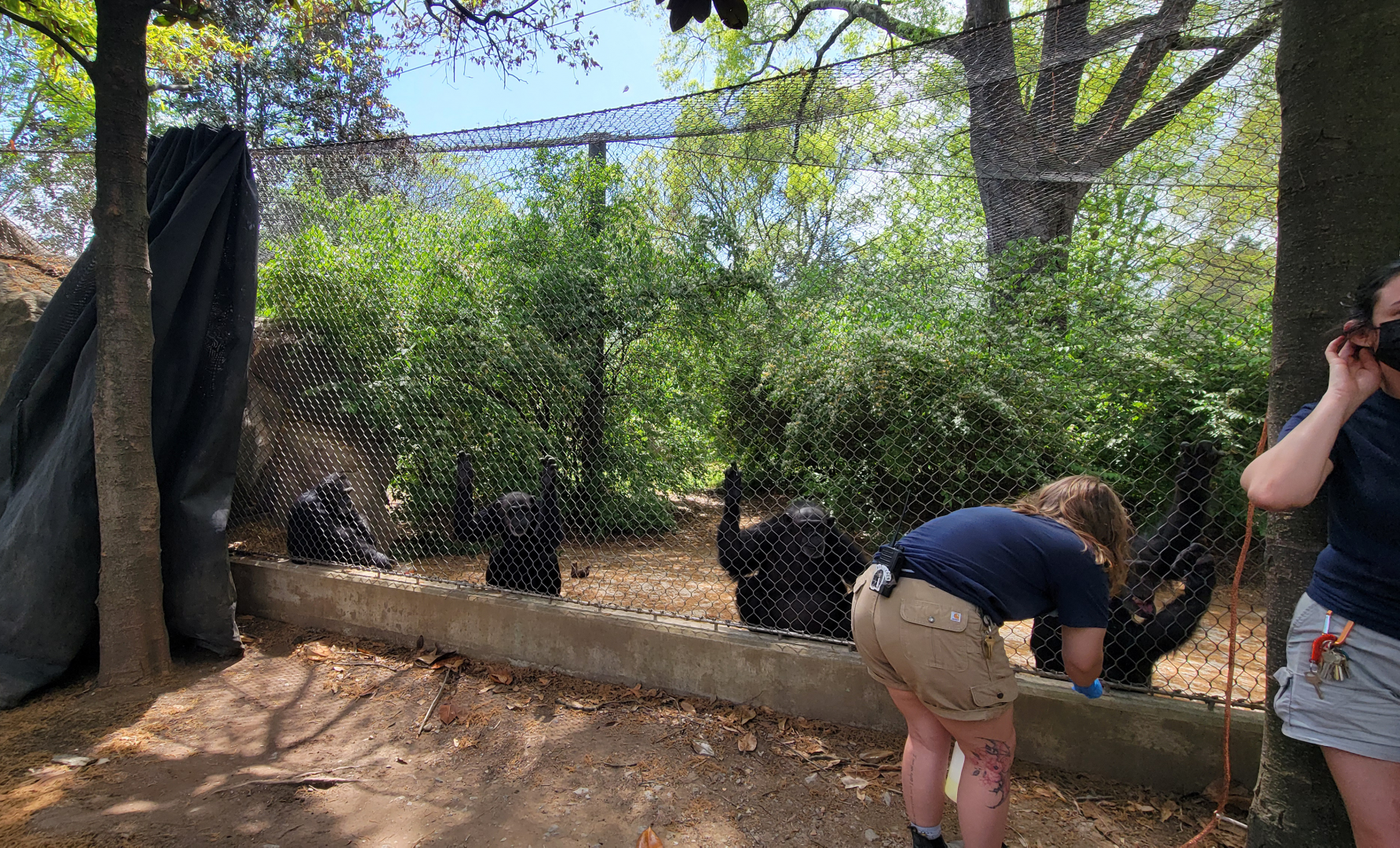 Apr. 2025 - Gombe Forest - Chimpanzee/Black Mangabey Exhibit