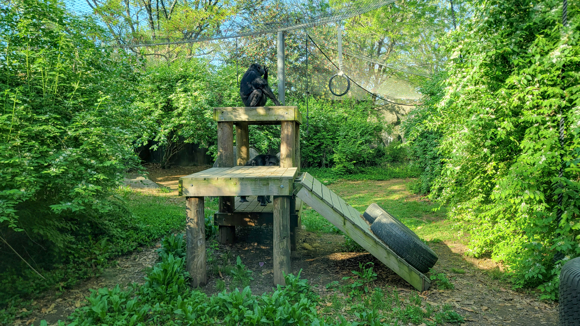 Apr. 2025 - Gombe Forest - Chimpanzee/Black Mangabey Exhibit